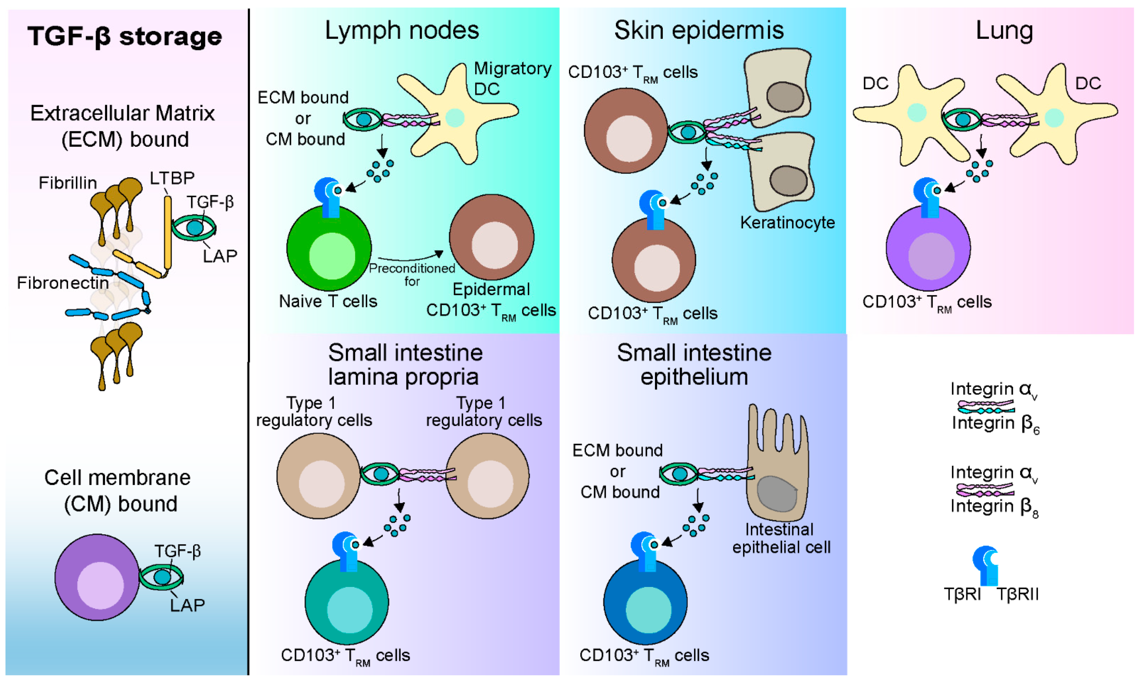 Cells 10 00989 g001 Cells 10 00989 g001