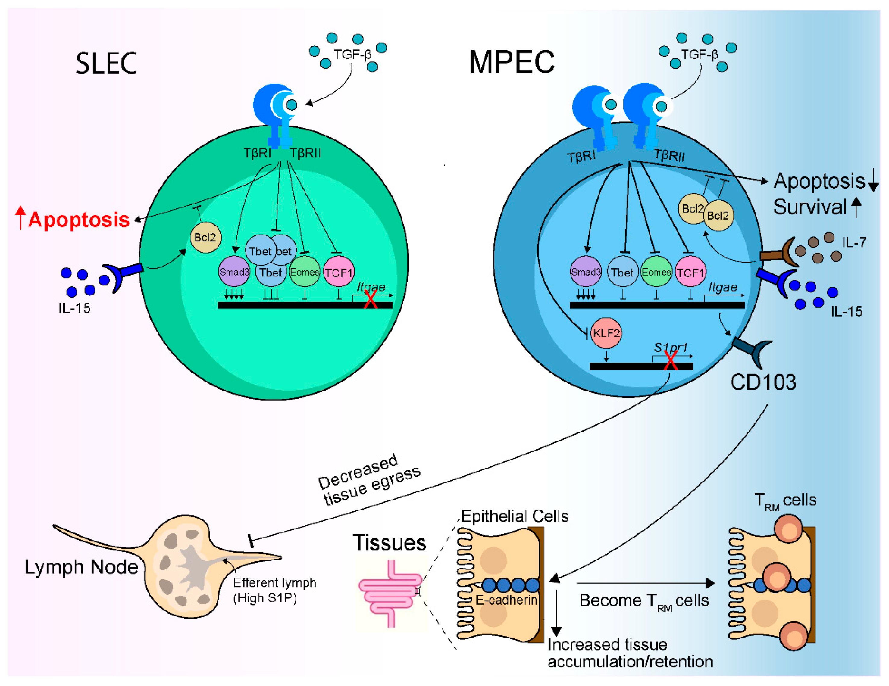 Cells 10 00989 g002 Cells 10 00989 g002