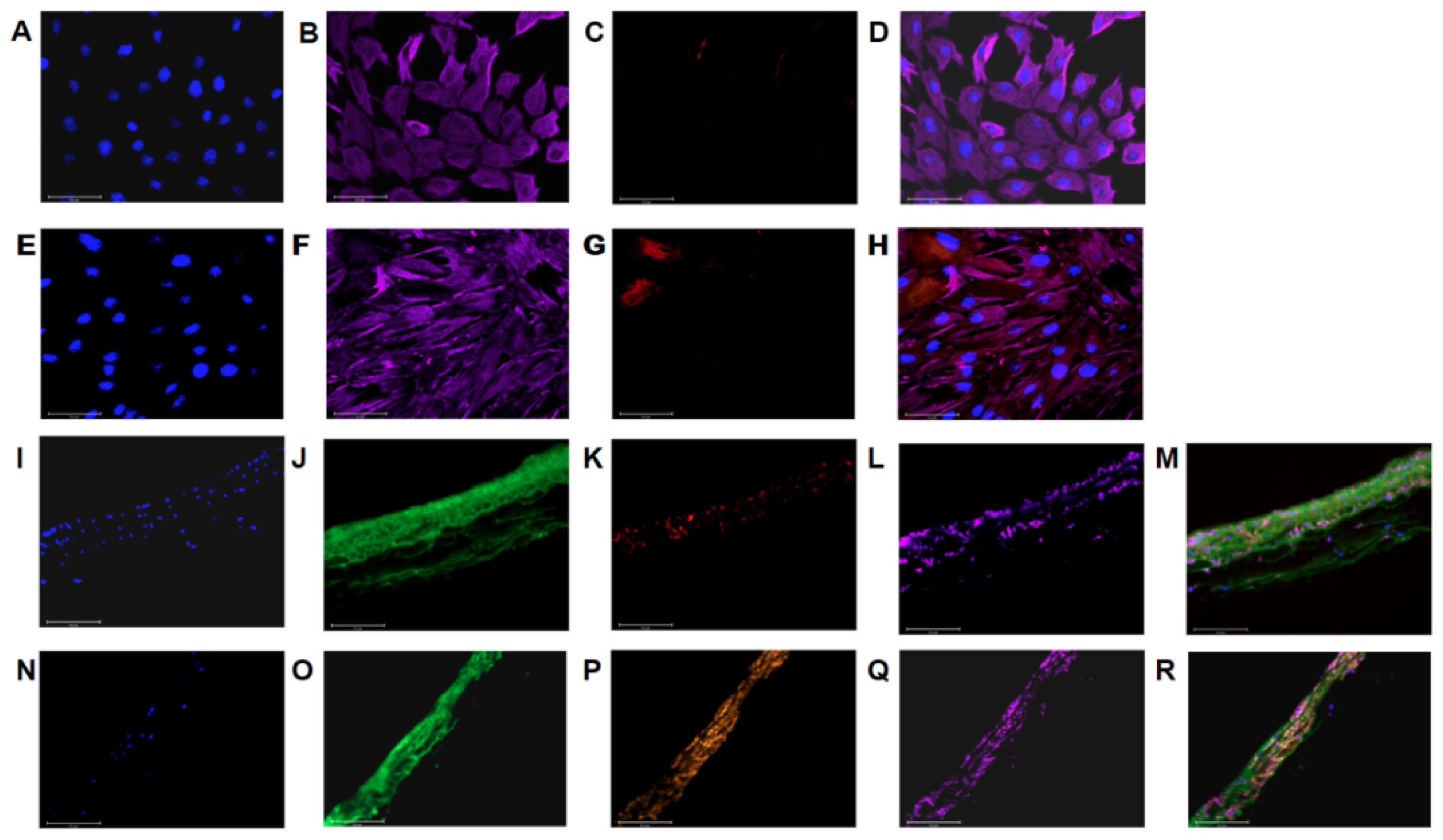 Cells 10 01000 g002
