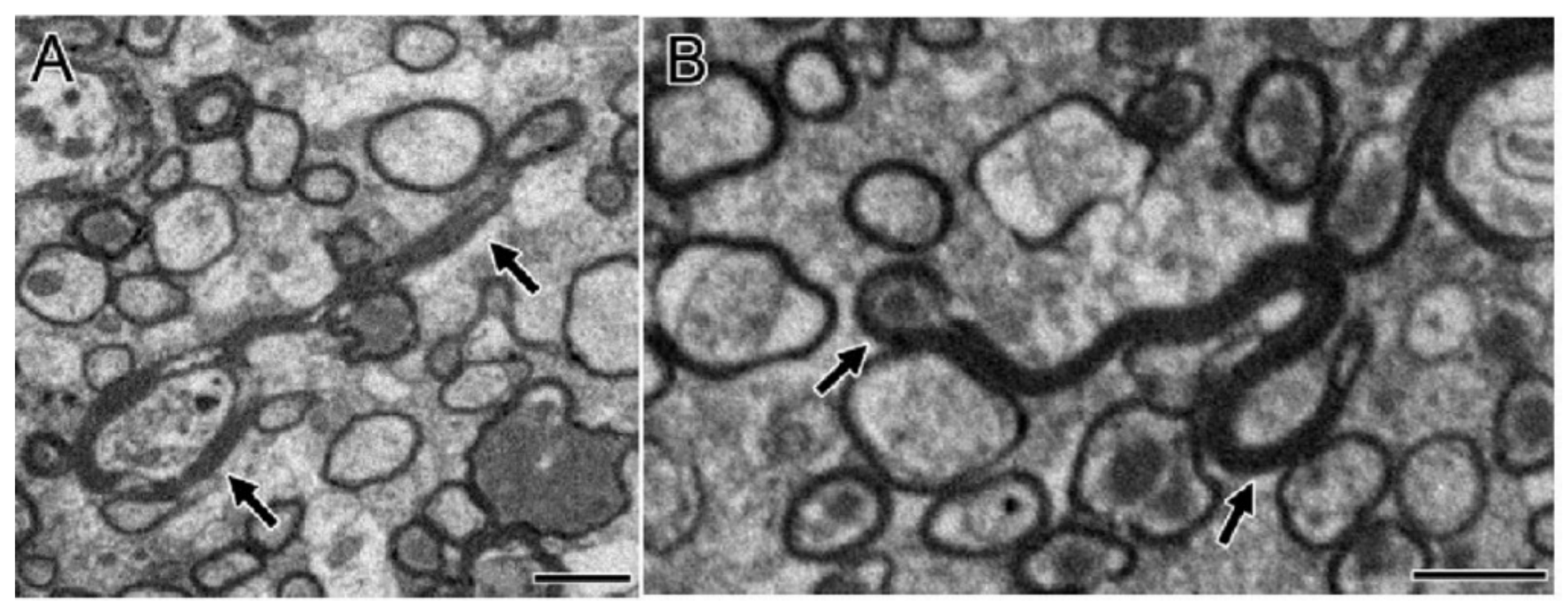 Cells 10 01009 g002 Cells 10 01009 g002
