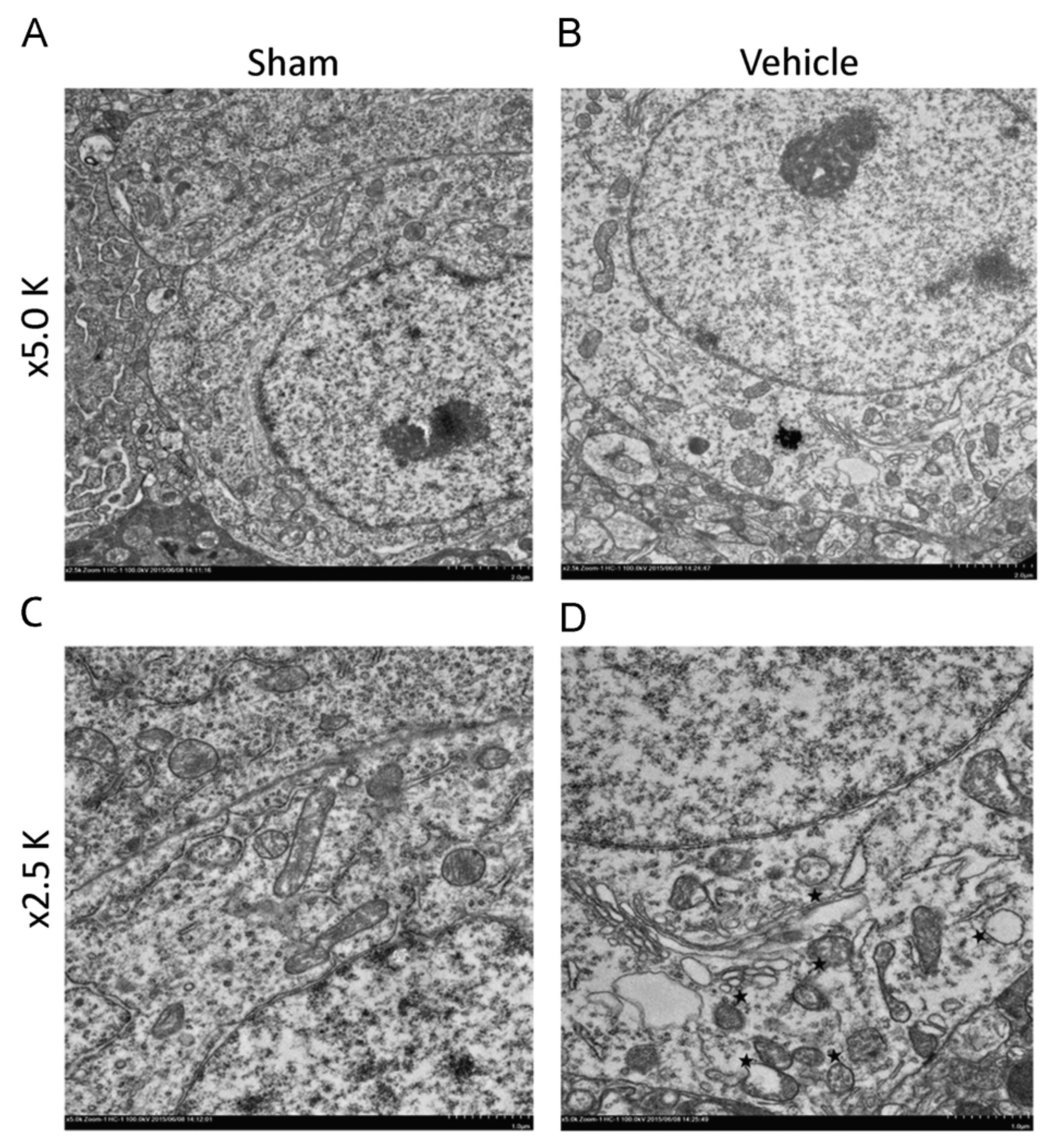 Cells 10 01009 g004 Cells 10 01009 g004