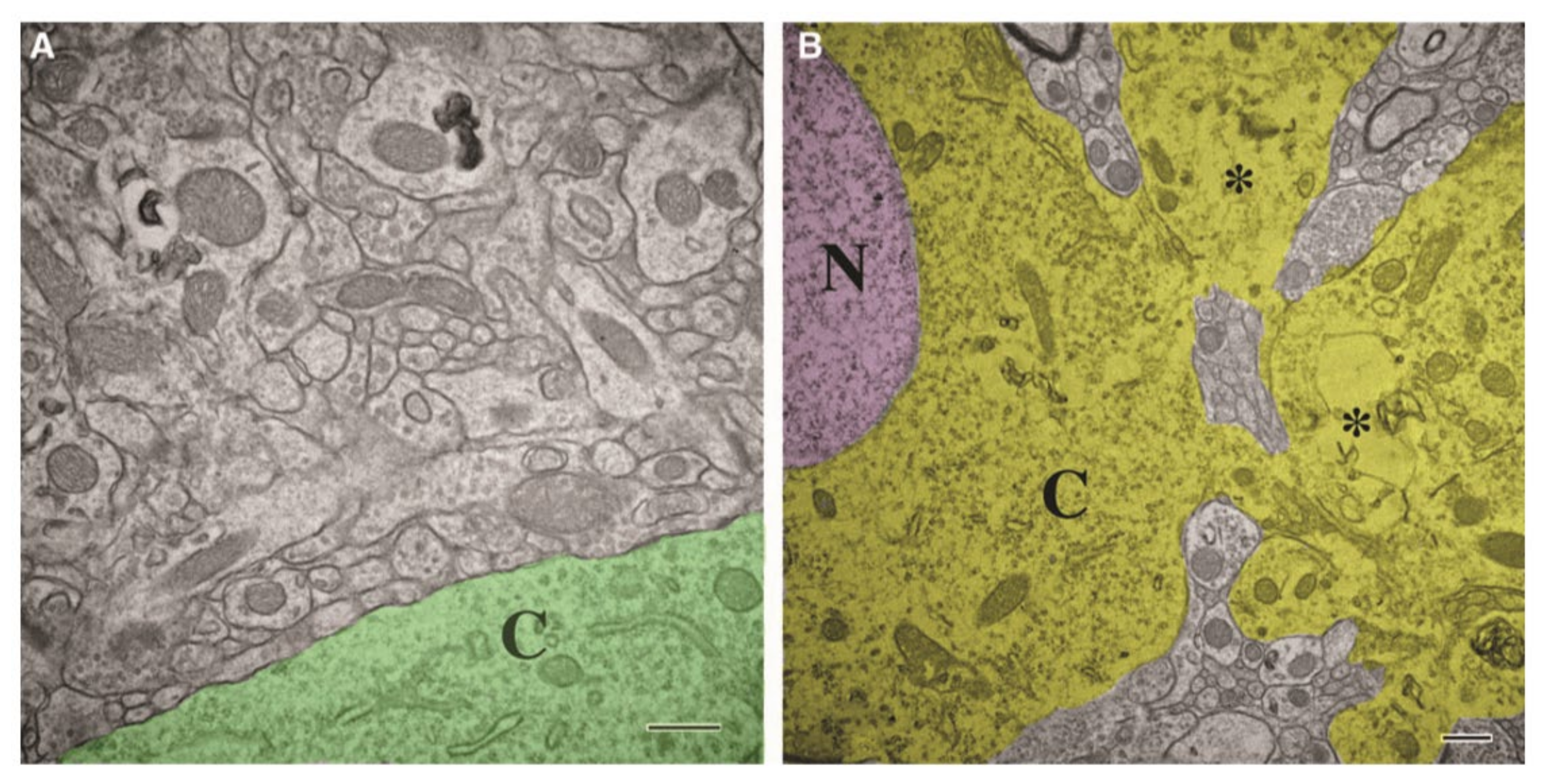 Cells 10 01009 g005 Cells 10 01009 g005