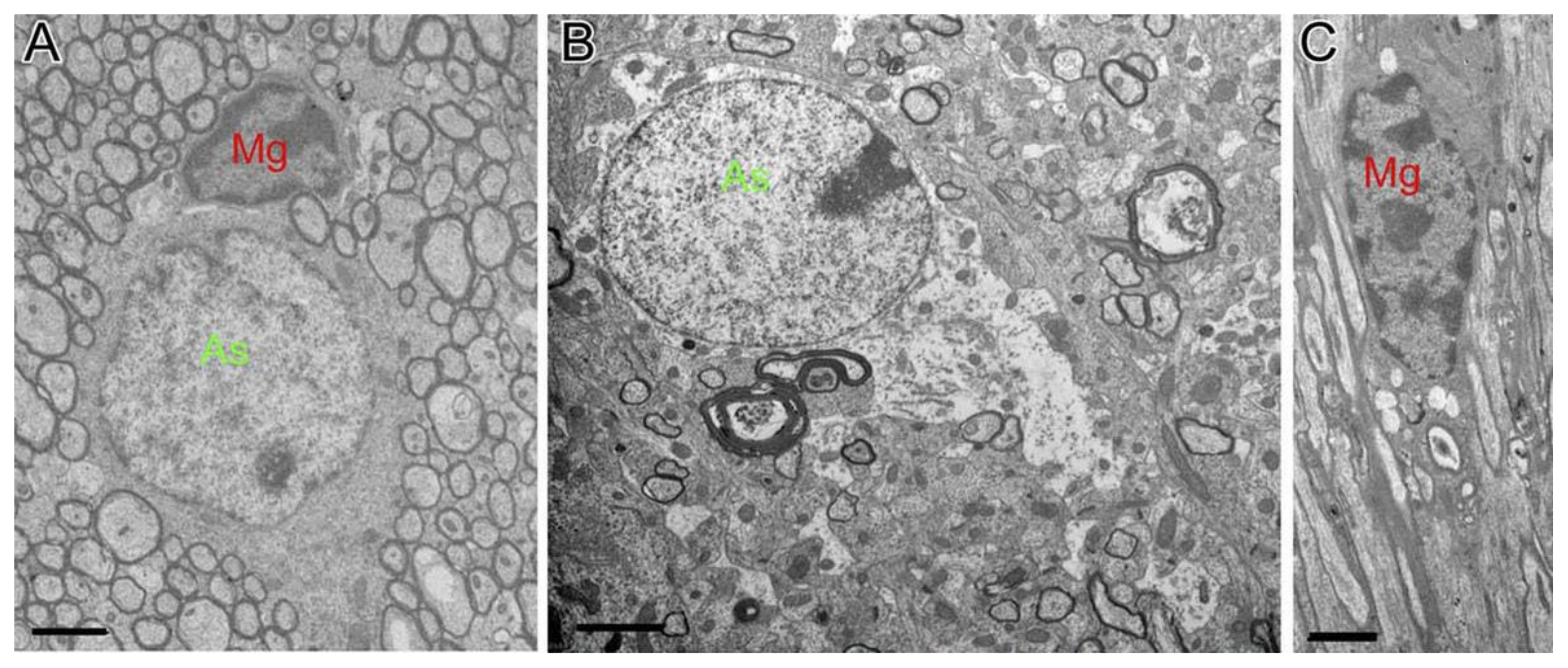 Cells 10 01009 g006 Cells 10 01009 g006