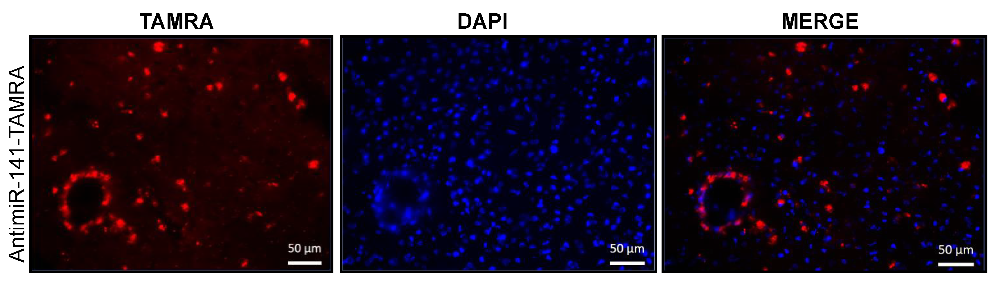 Cells 10 01011 g007 Cells 10 01011 g007