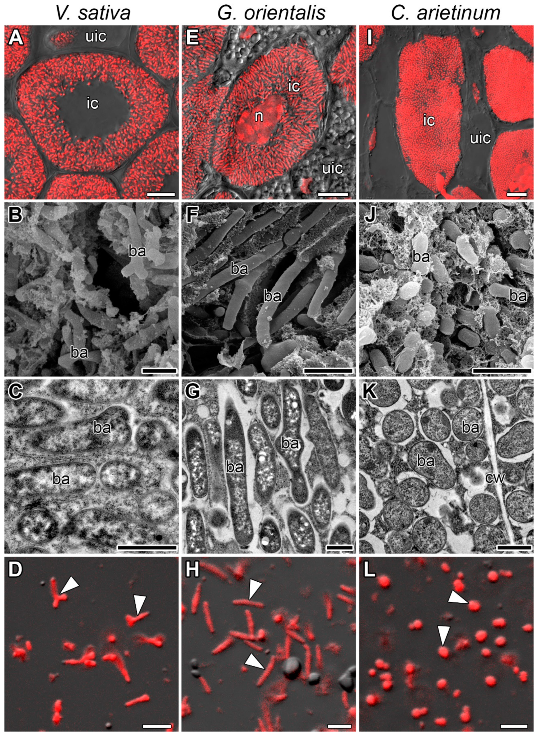 Cells 10 01012 g001