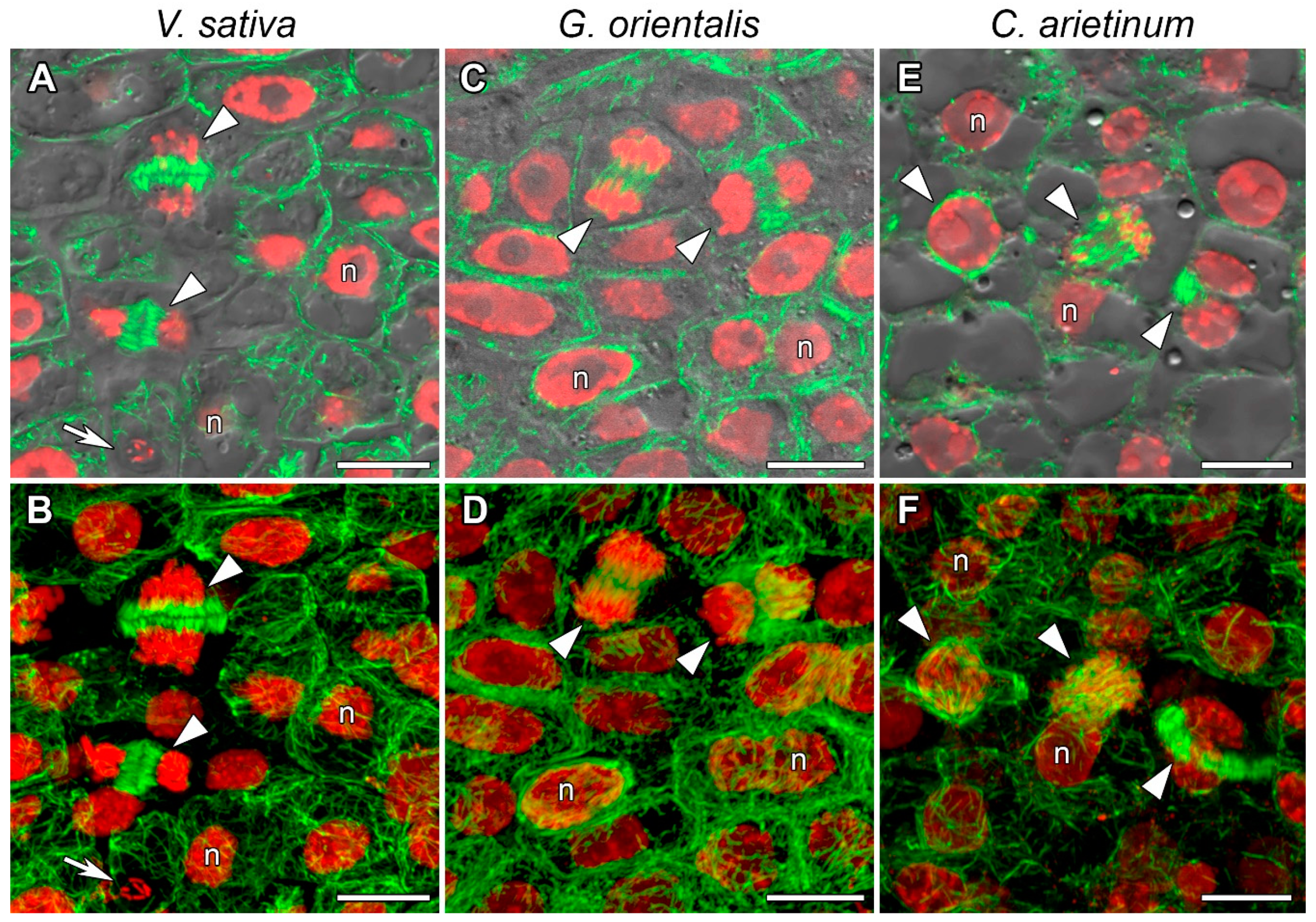 Cells 10 01012 g003