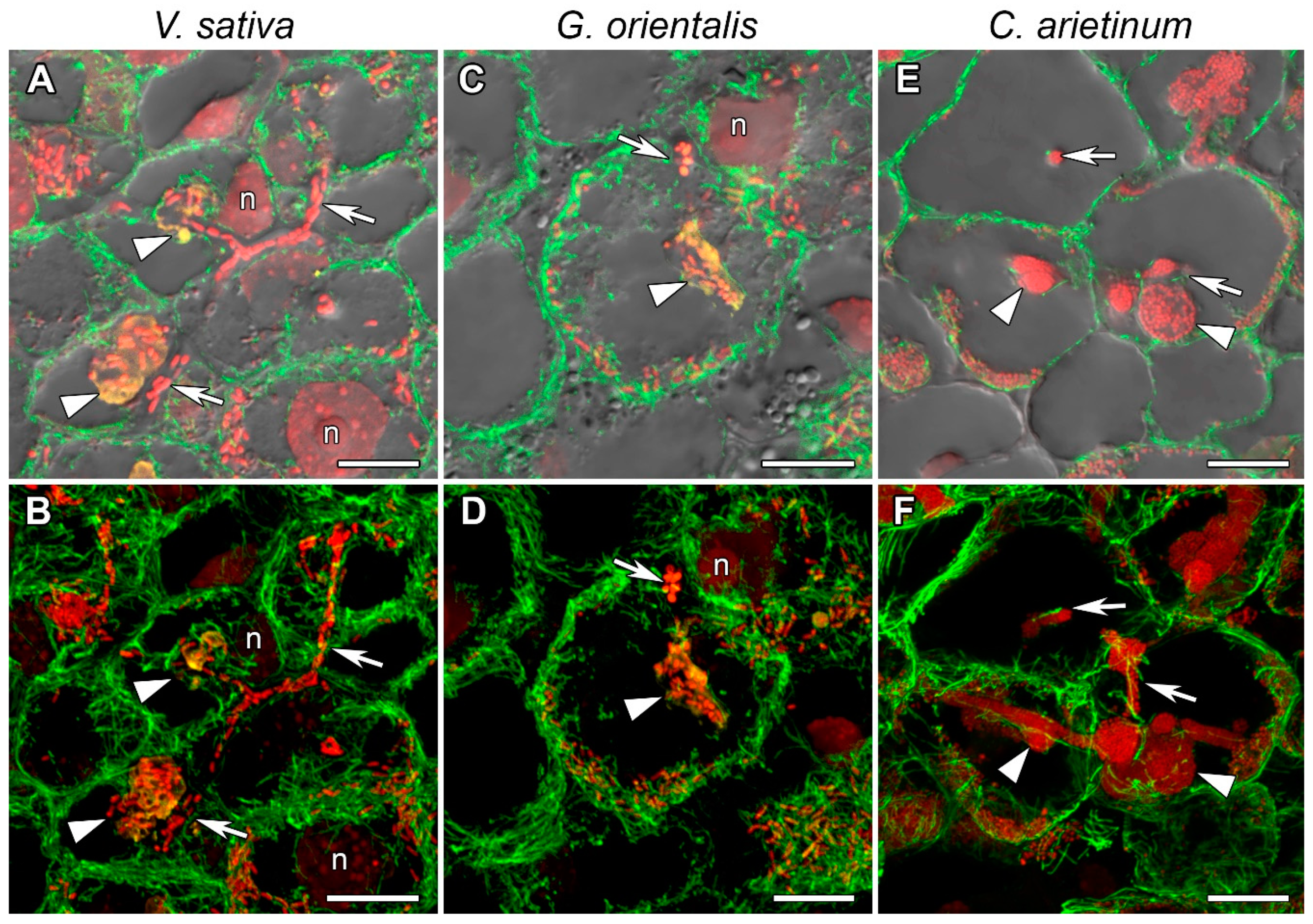 Cells 10 01012 g004