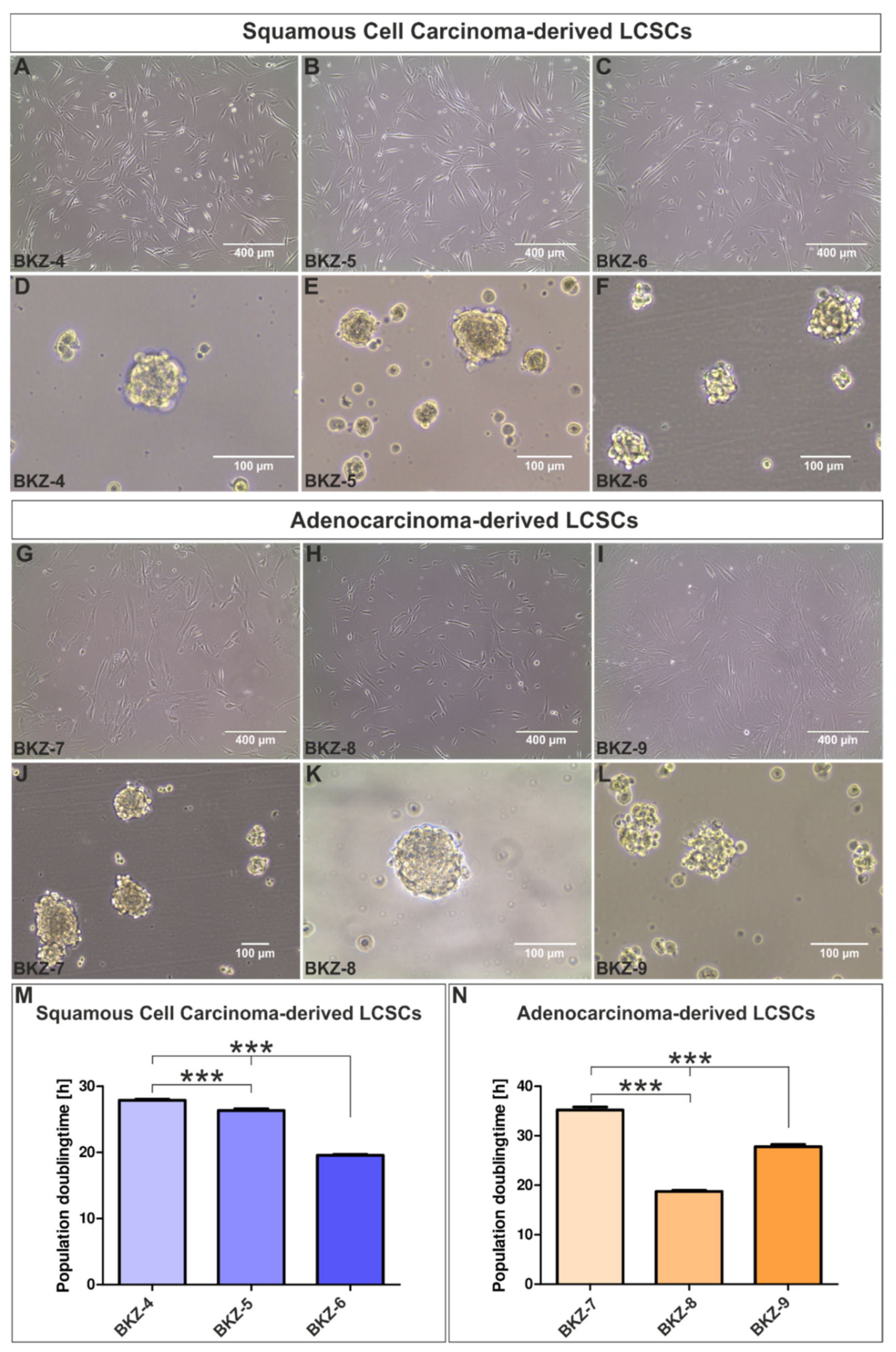 Cells 10 01024 g001 Cells 10 01024 g001