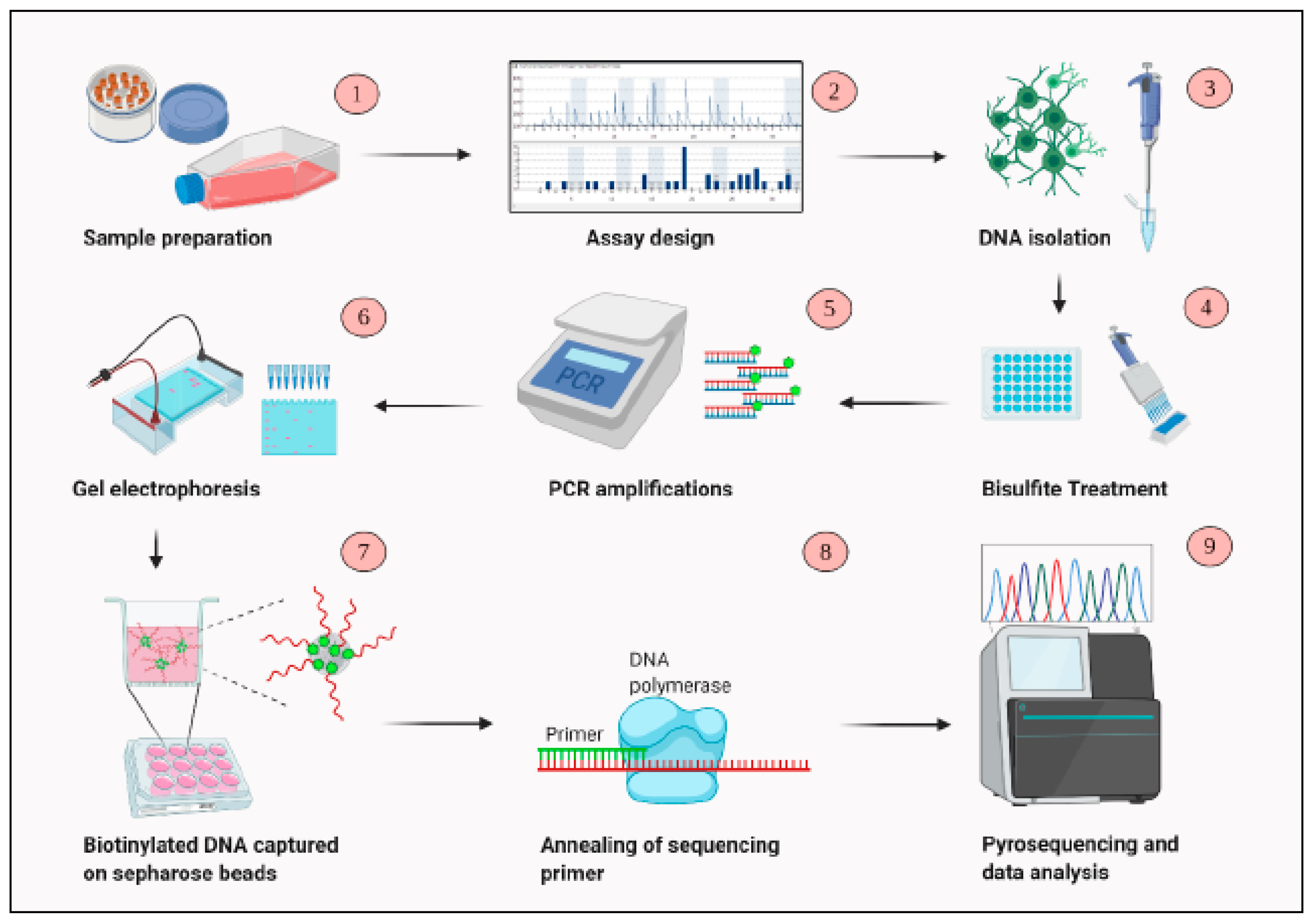 Cells 10 01032 g001 Cells 10 01032 g001