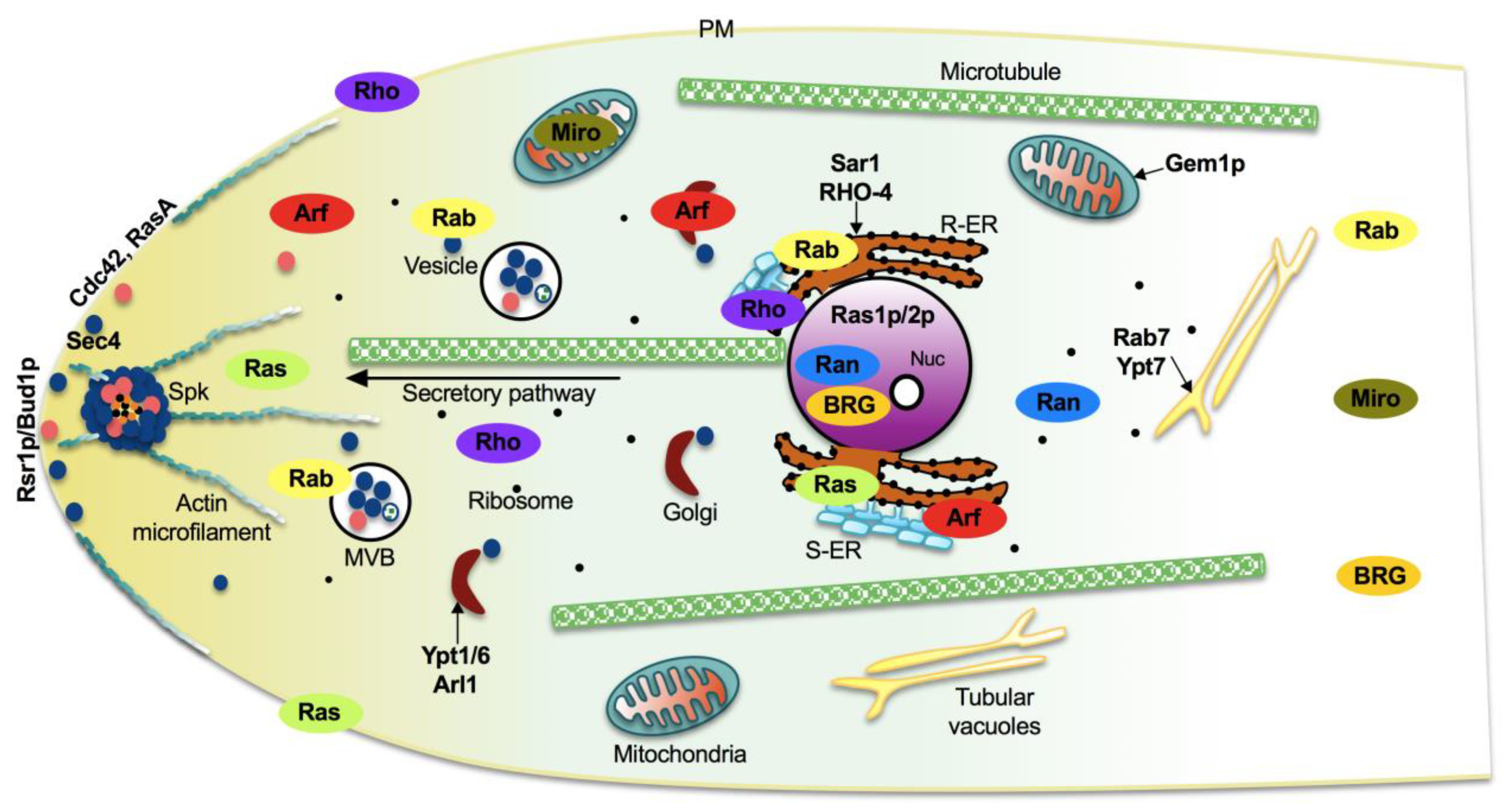 Cells 10 01039 g007