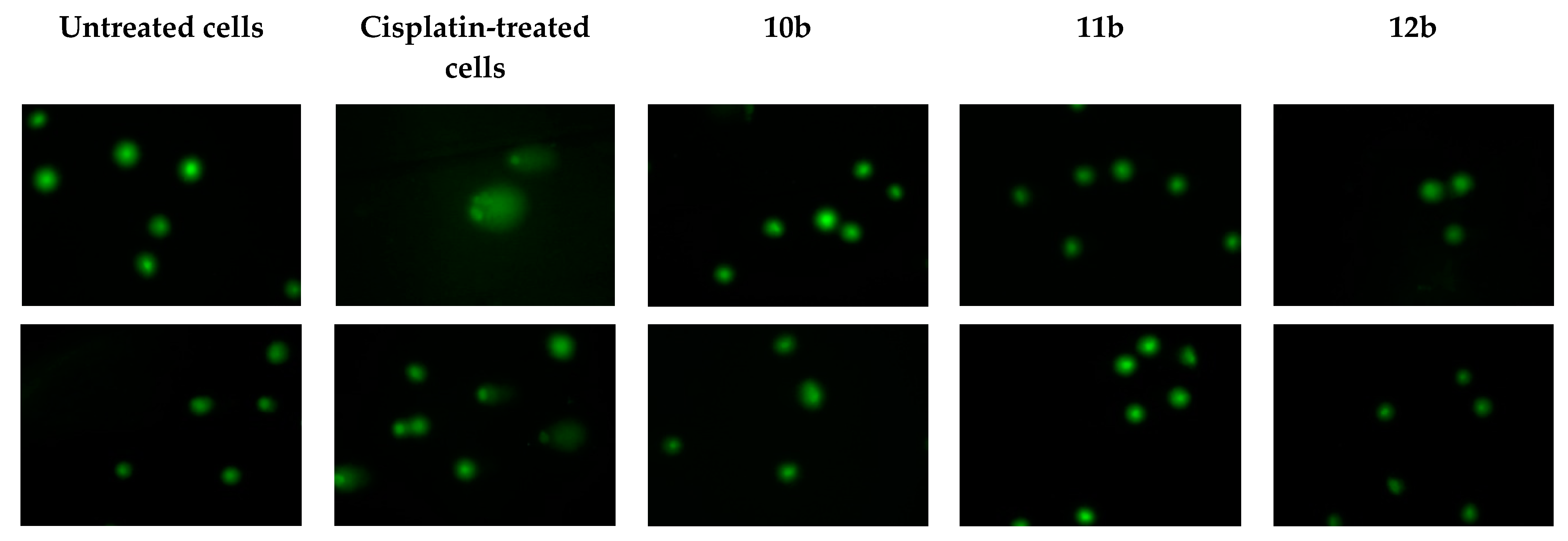 Cells 10 01053 g005 Cells 10 01053 g005
