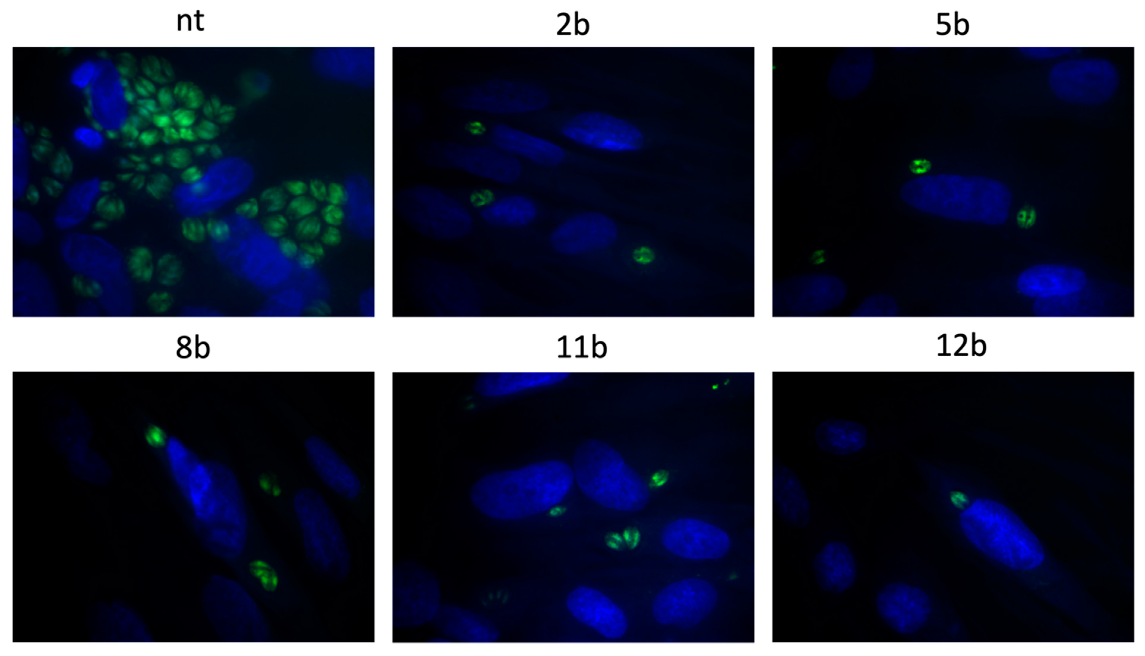 Cells 10 01053 g007 Cells 10 01053 g007