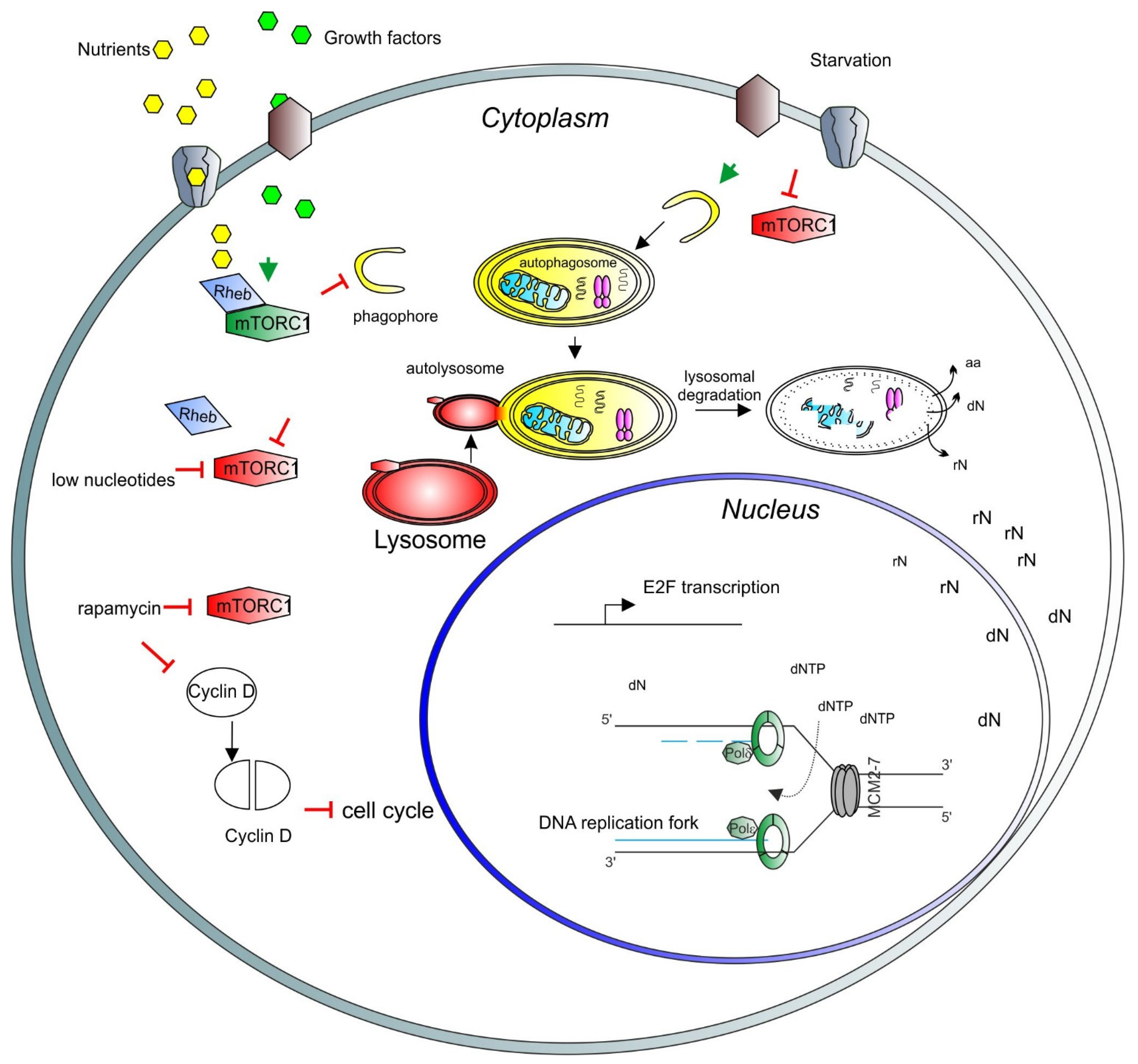 Cells 10 01068 g001 Cells 10 01068 g001