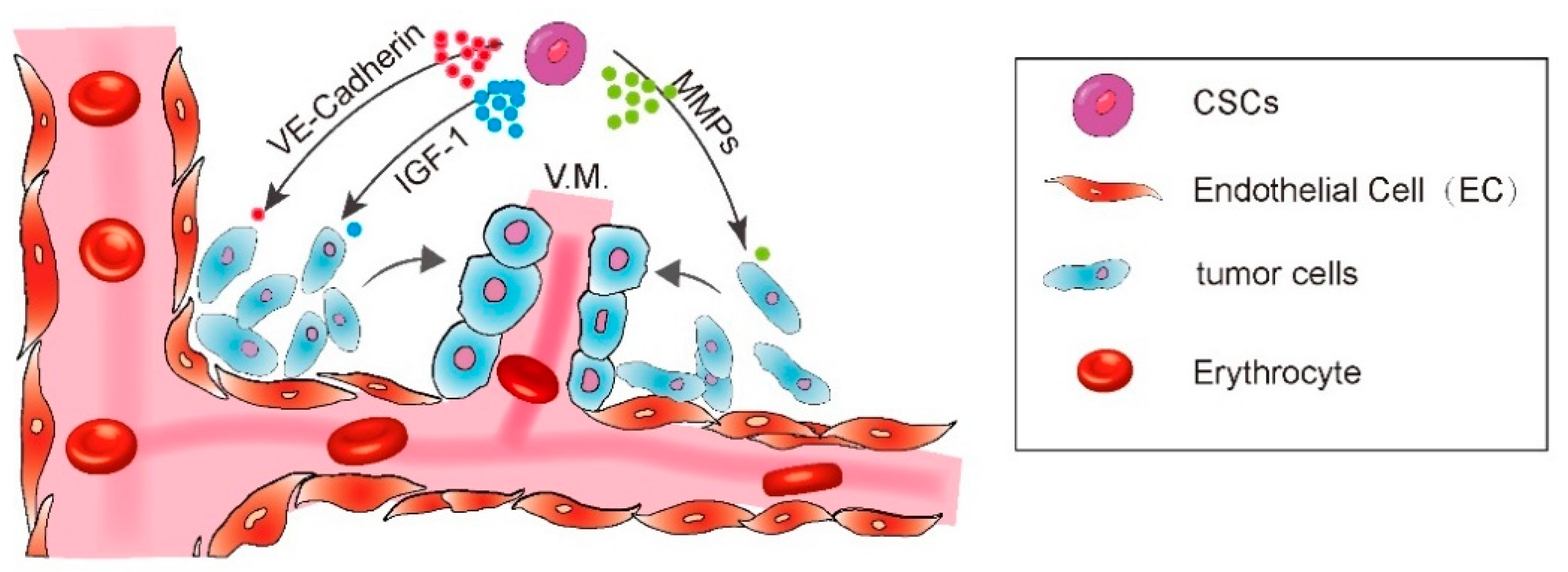 Cells 10 01070 g001 Cells 10 01070 g001