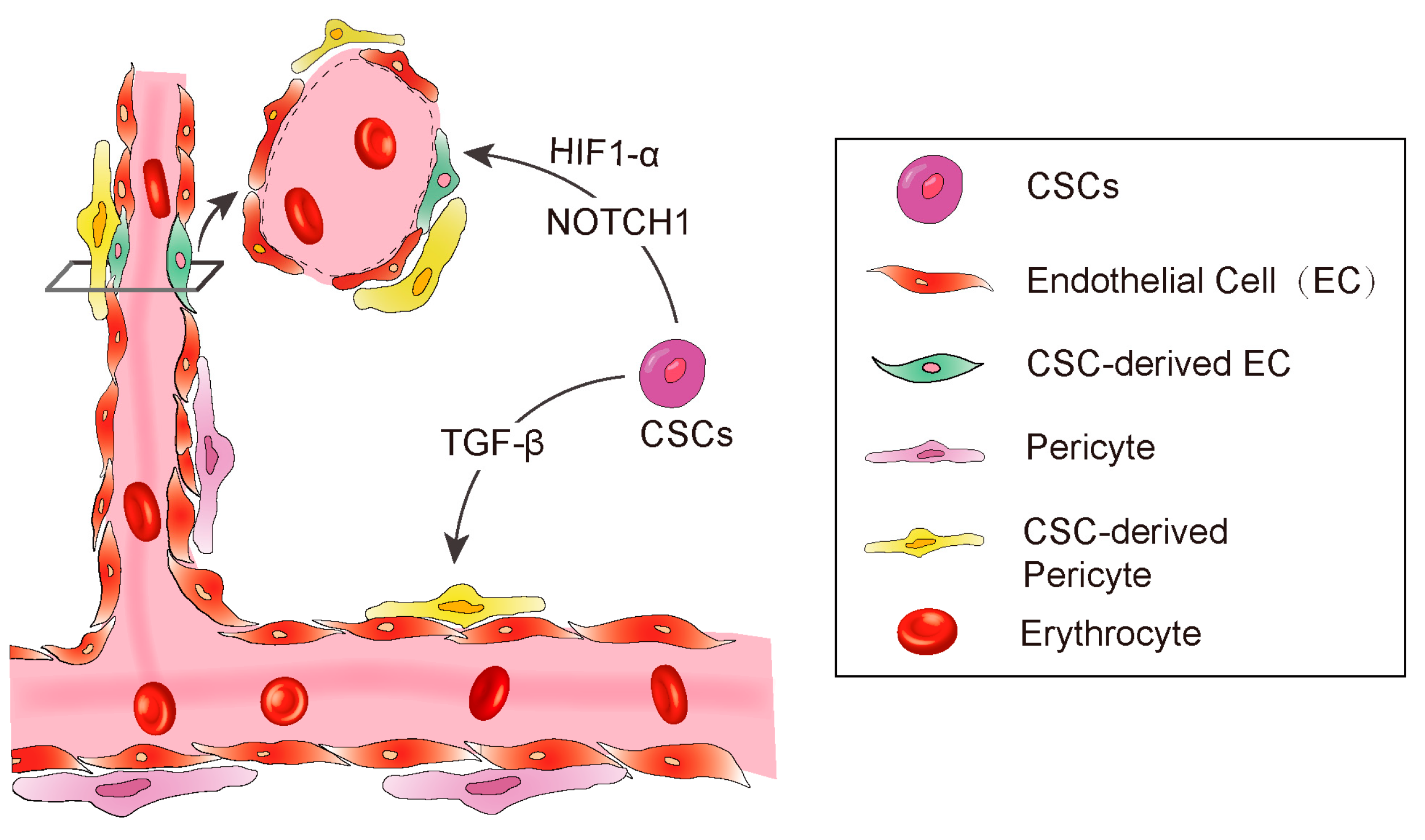 Cells 10 01070 g002 Cells 10 01070 g002