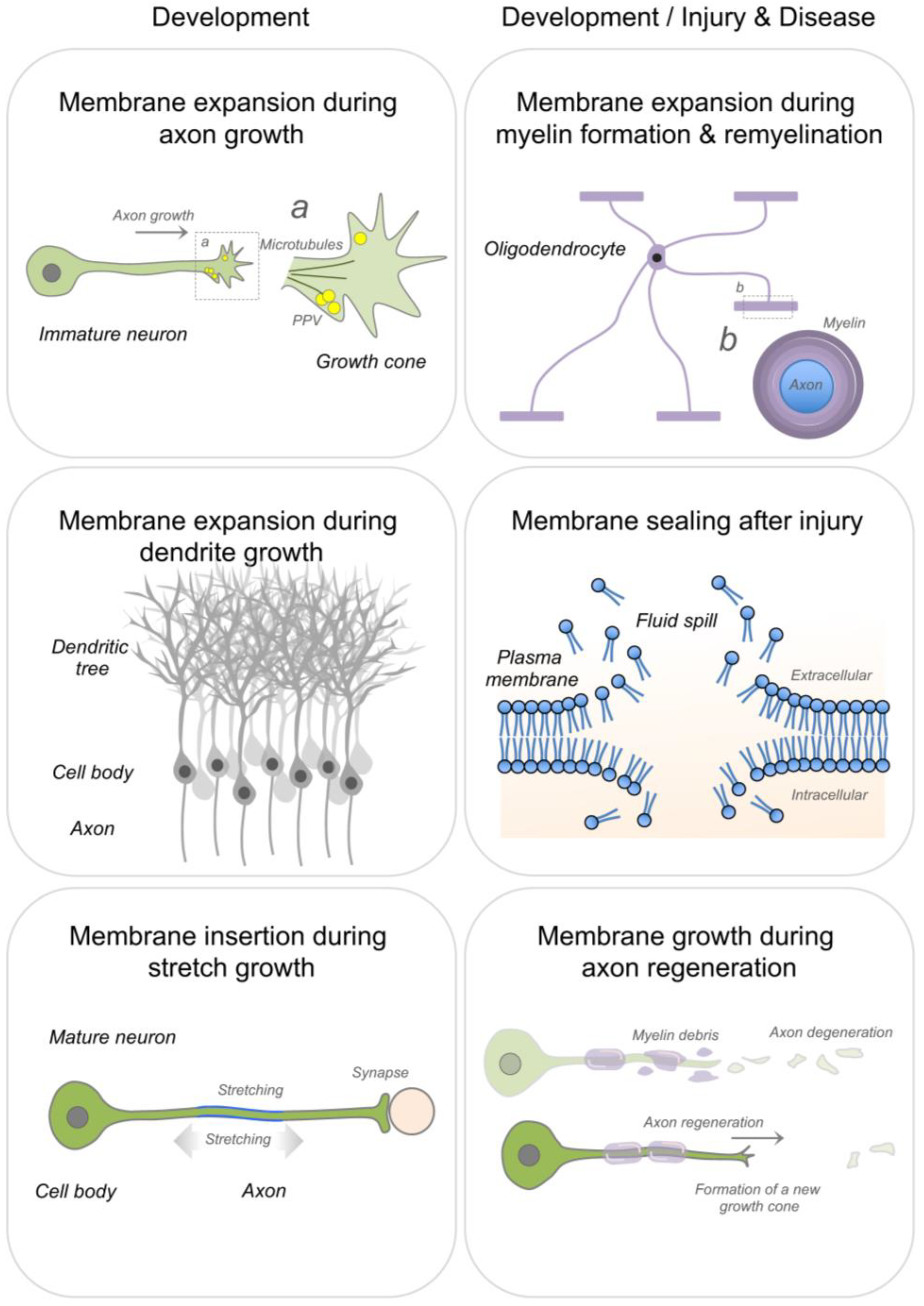 Cells 10 01078 g002 Cells 10 01078 g002