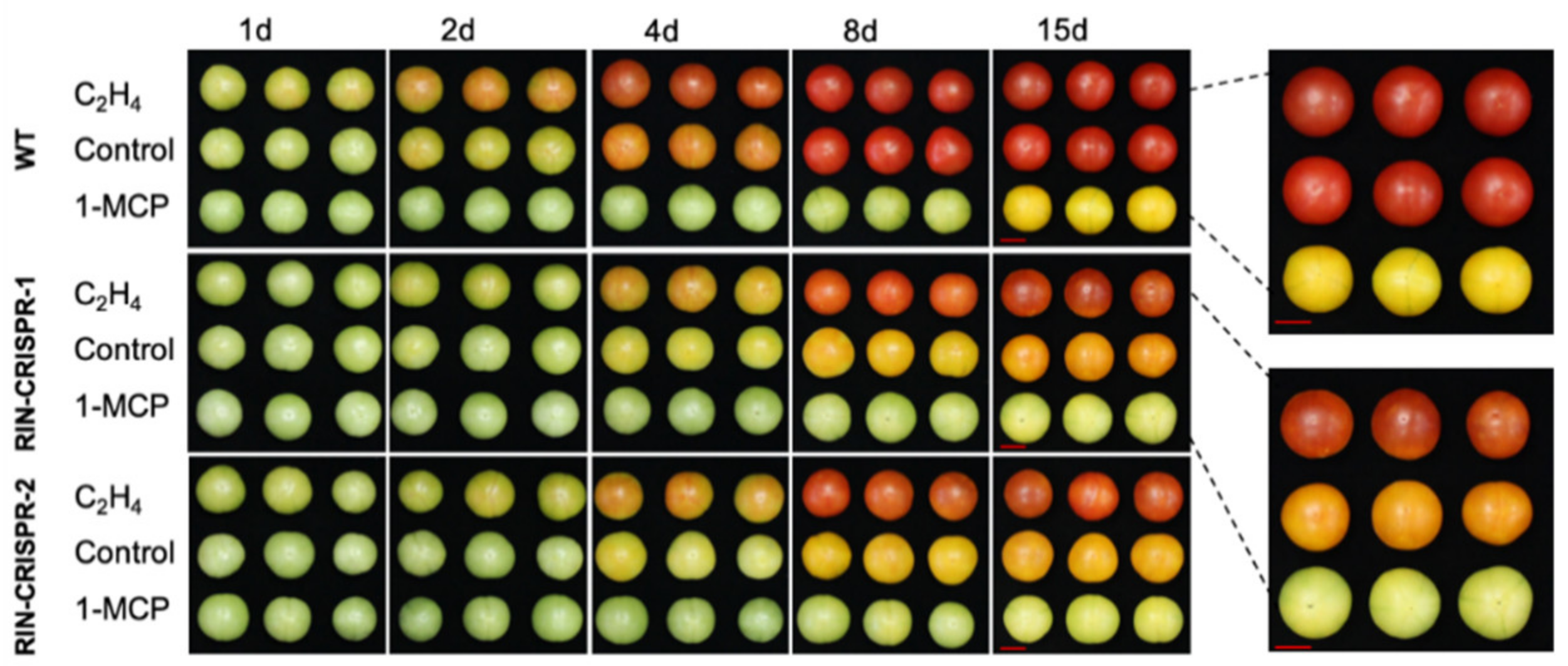 Cells 10 01136 g004