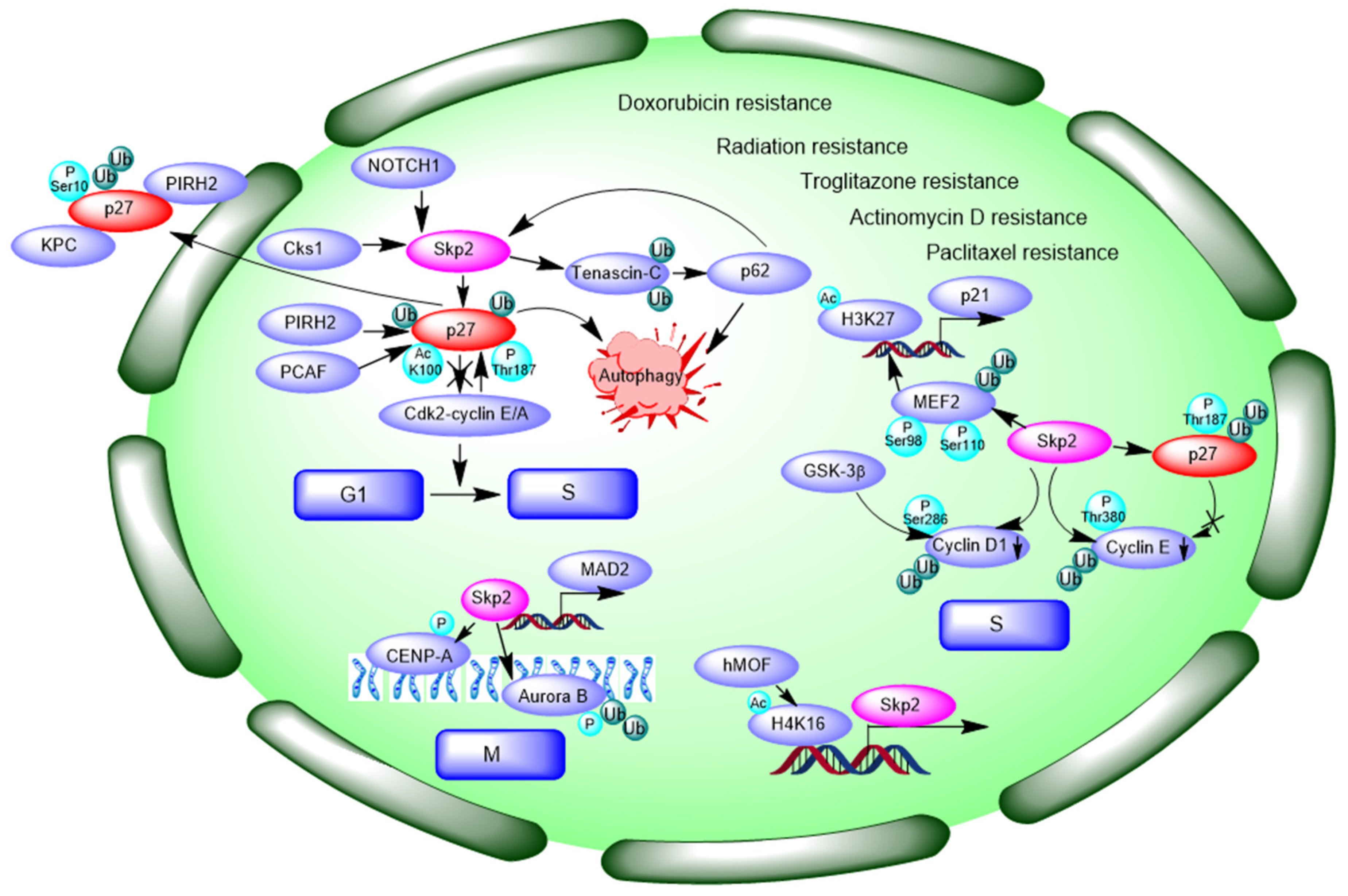 Cells 10 01147 g002 Cells 10 01147 g002
