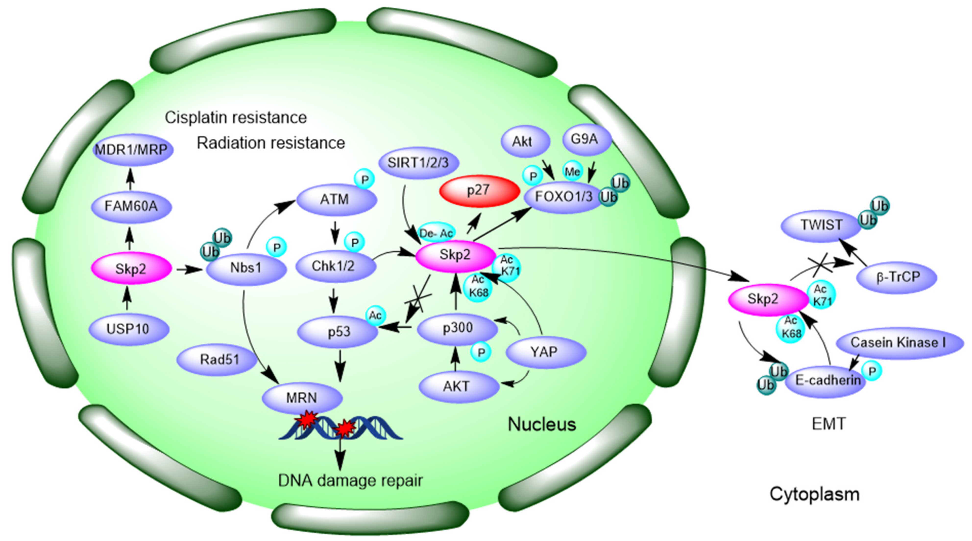 Cells 10 01147 g003 Cells 10 01147 g003
