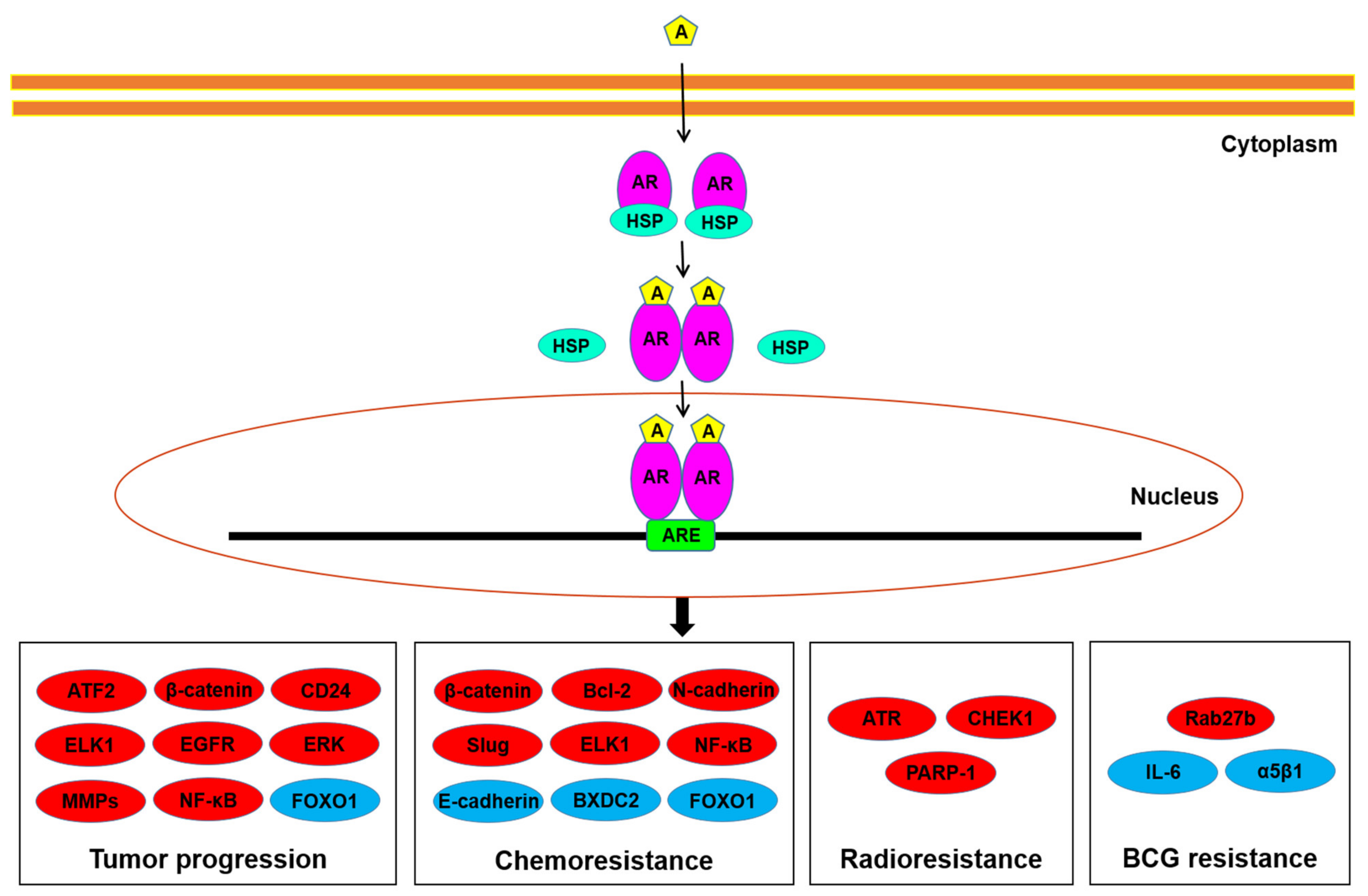 Cells 10 01169 g001 Cells 10 01169 g001