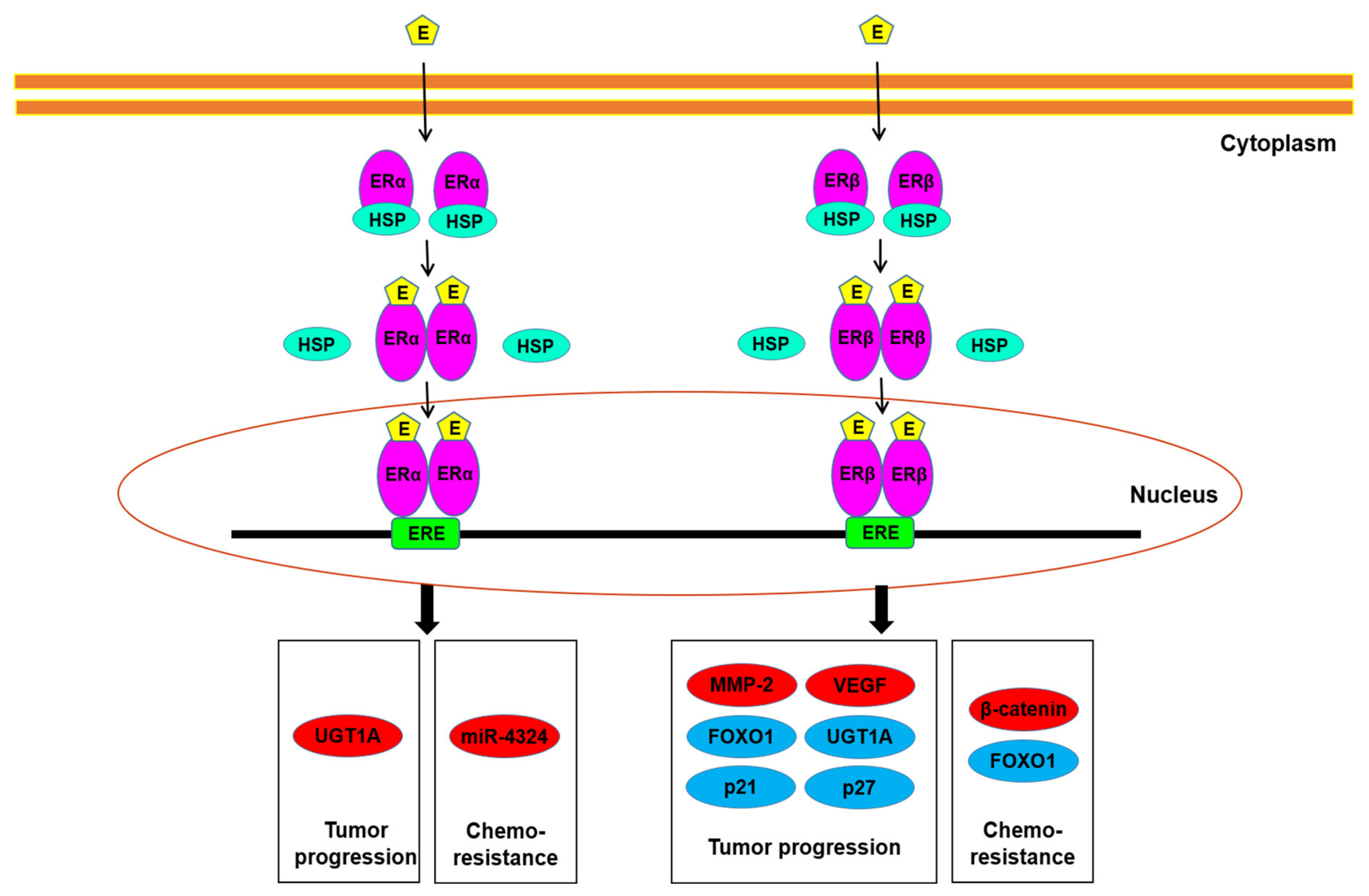 Cells 10 01169 g002 Cells 10 01169 g002