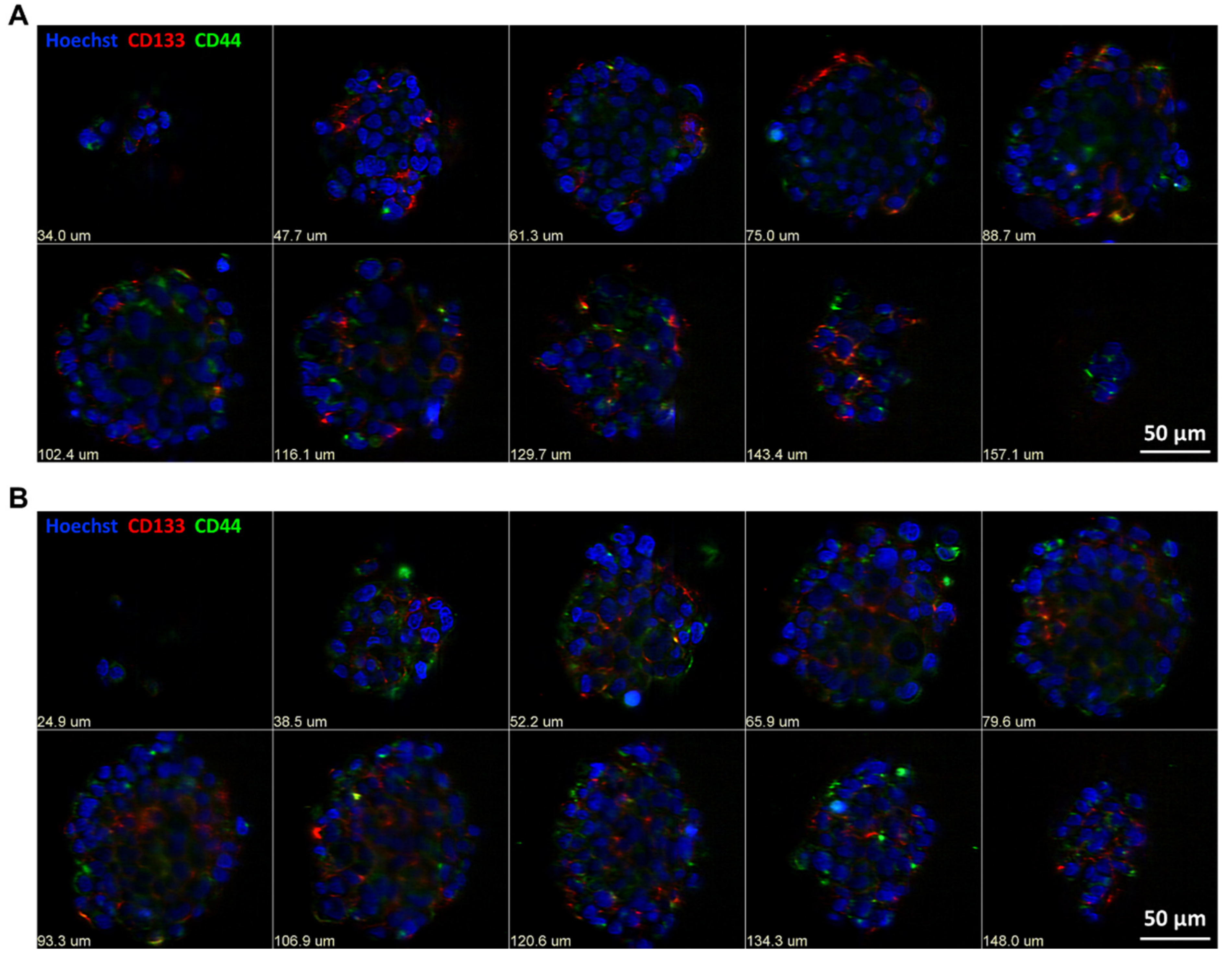 Cells 10 01182 g003 Cells 10 01182 g003