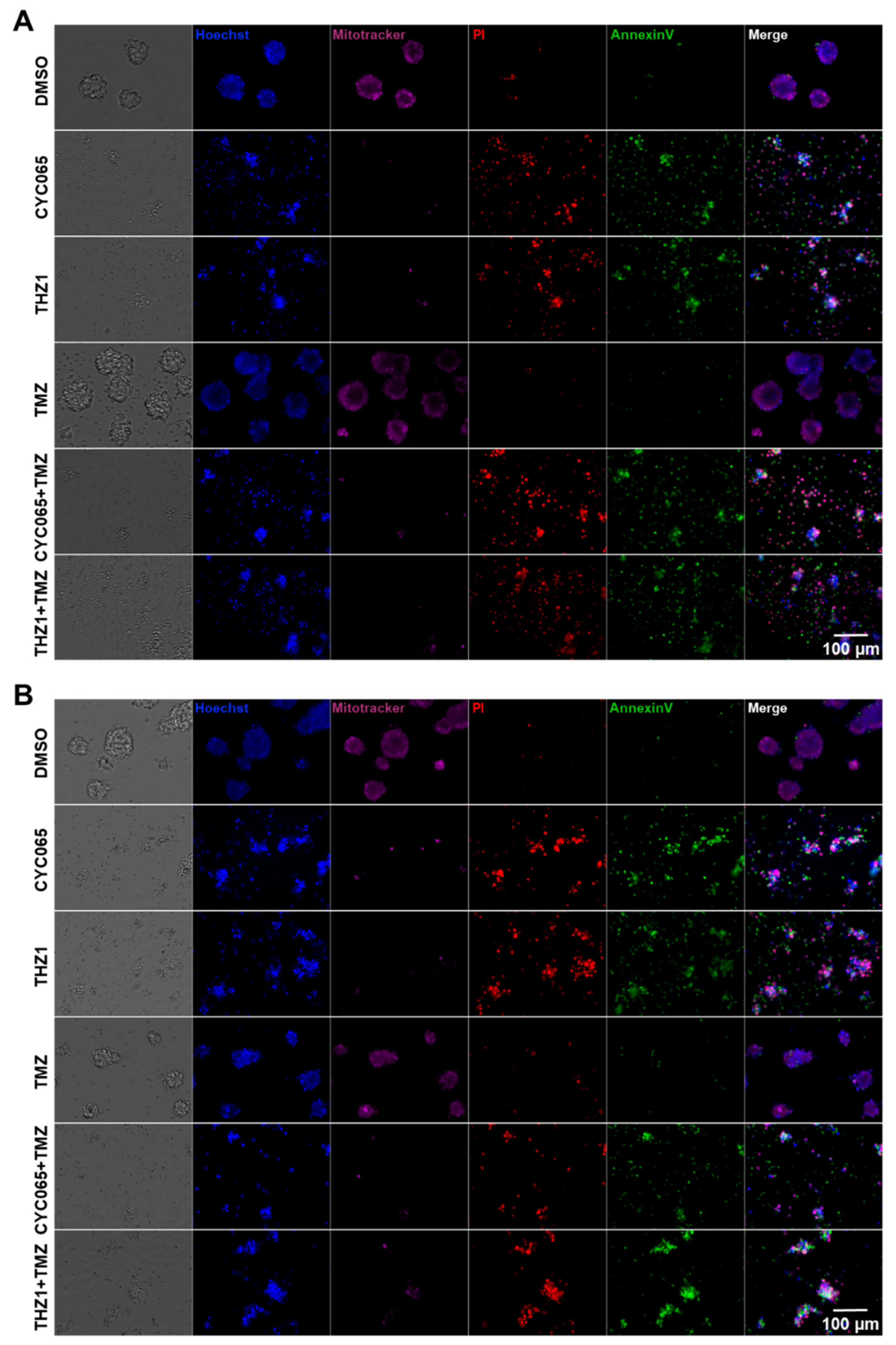 Cells 10 01182 g006 Cells 10 01182 g006