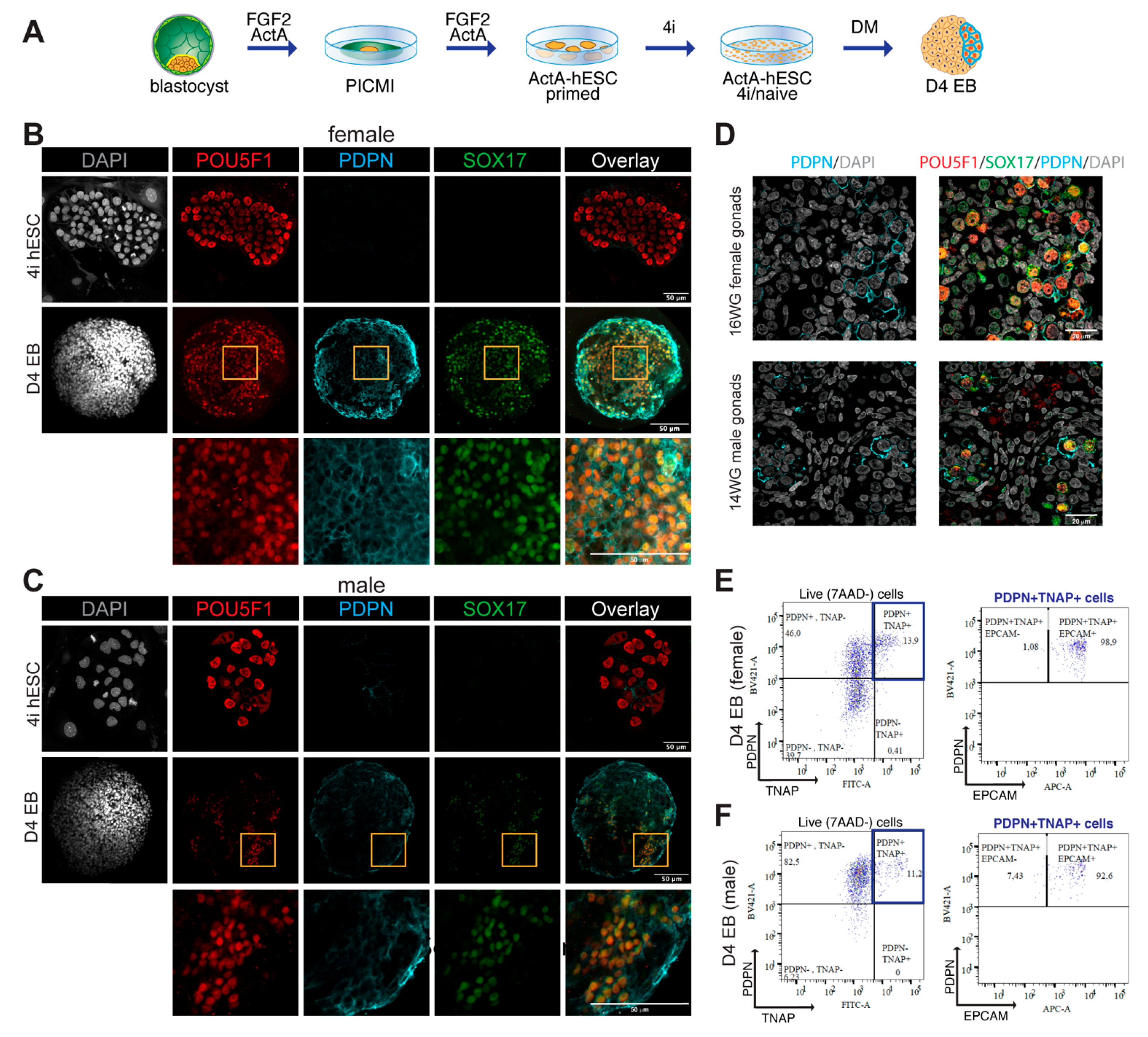 Cells 10 01214 g002 Cells 10 01214 g002