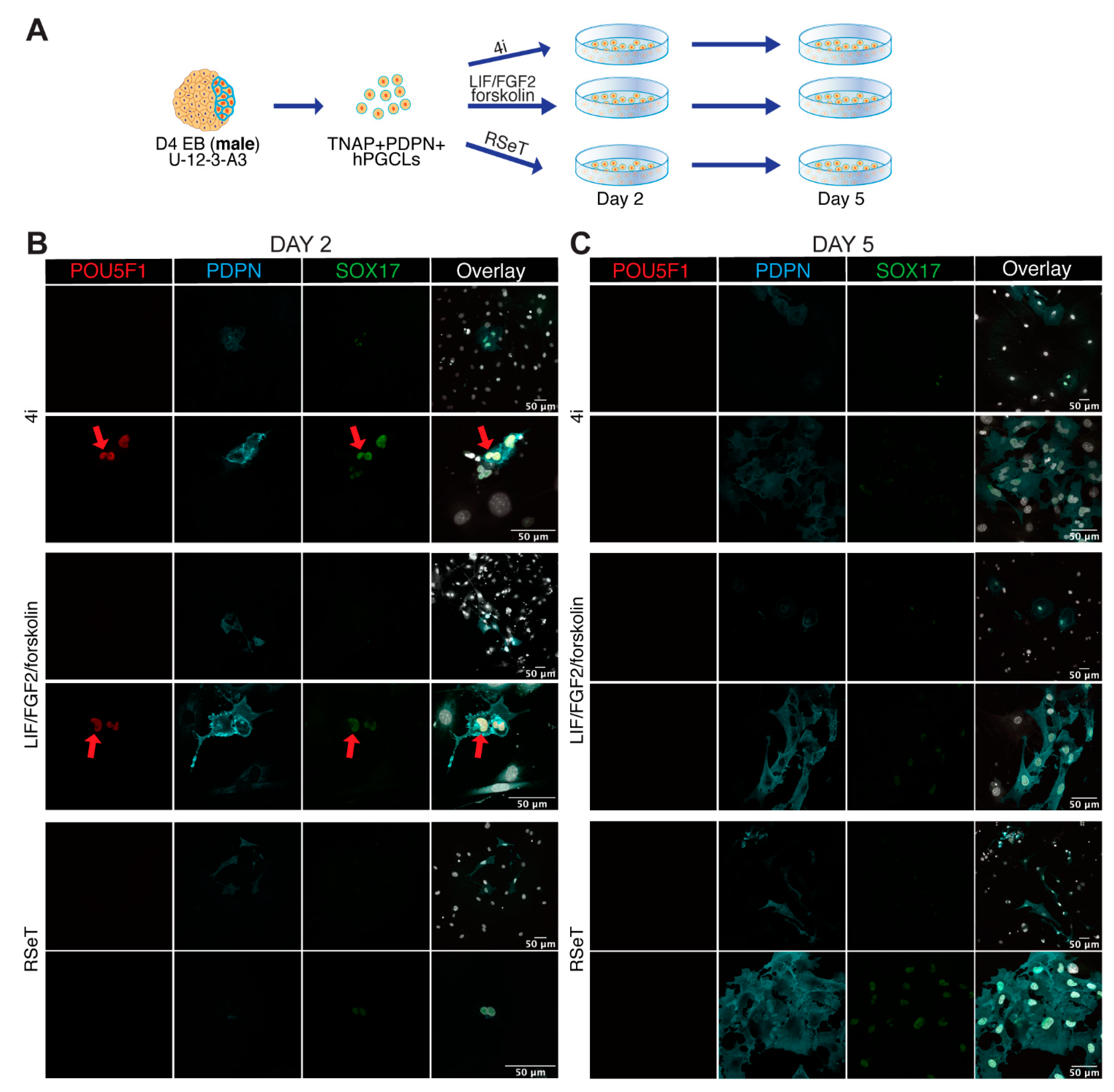 Cells 10 01214 g003 Cells 10 01214 g003
