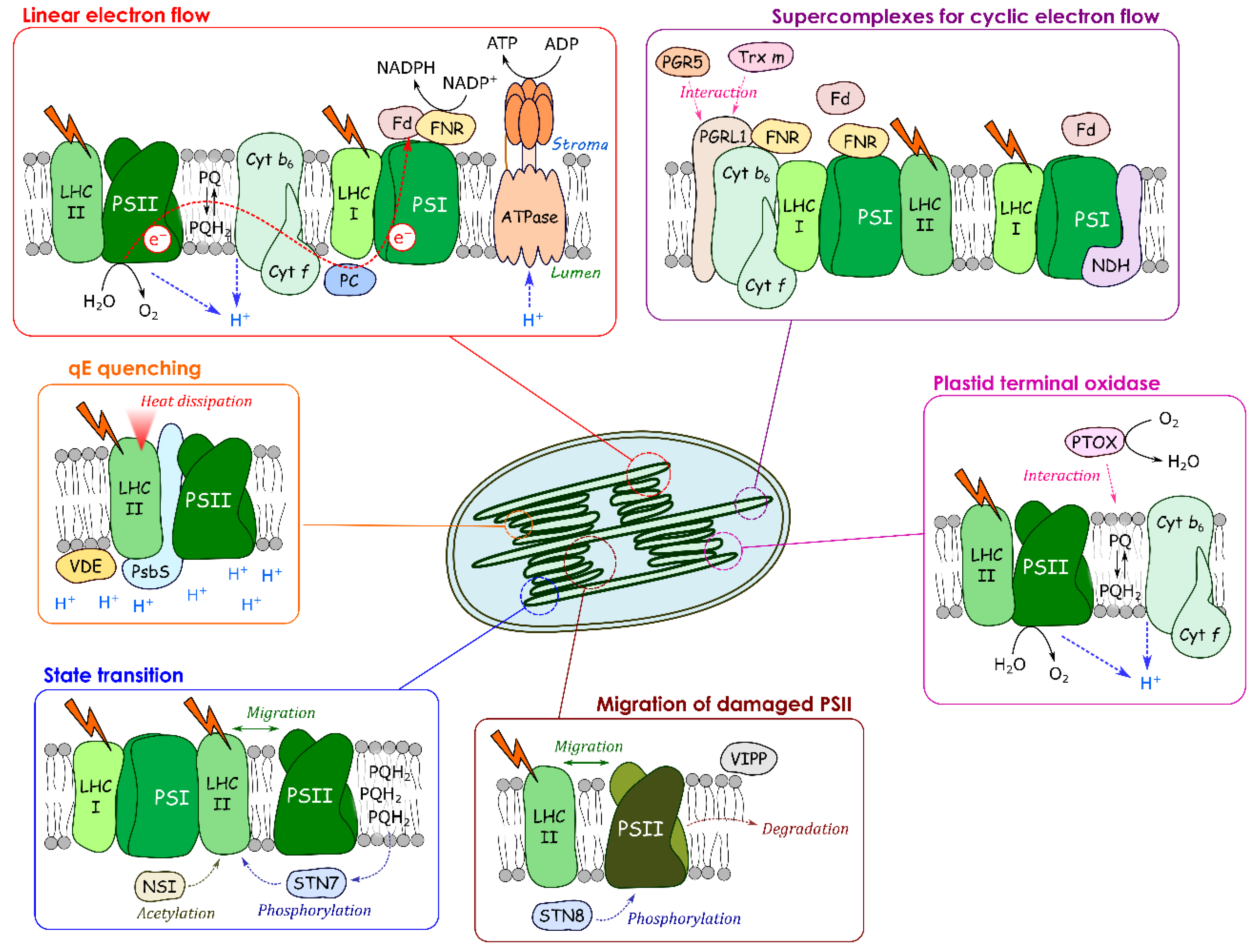 Cells 10 01216 g002 Cells 10 01216 g002