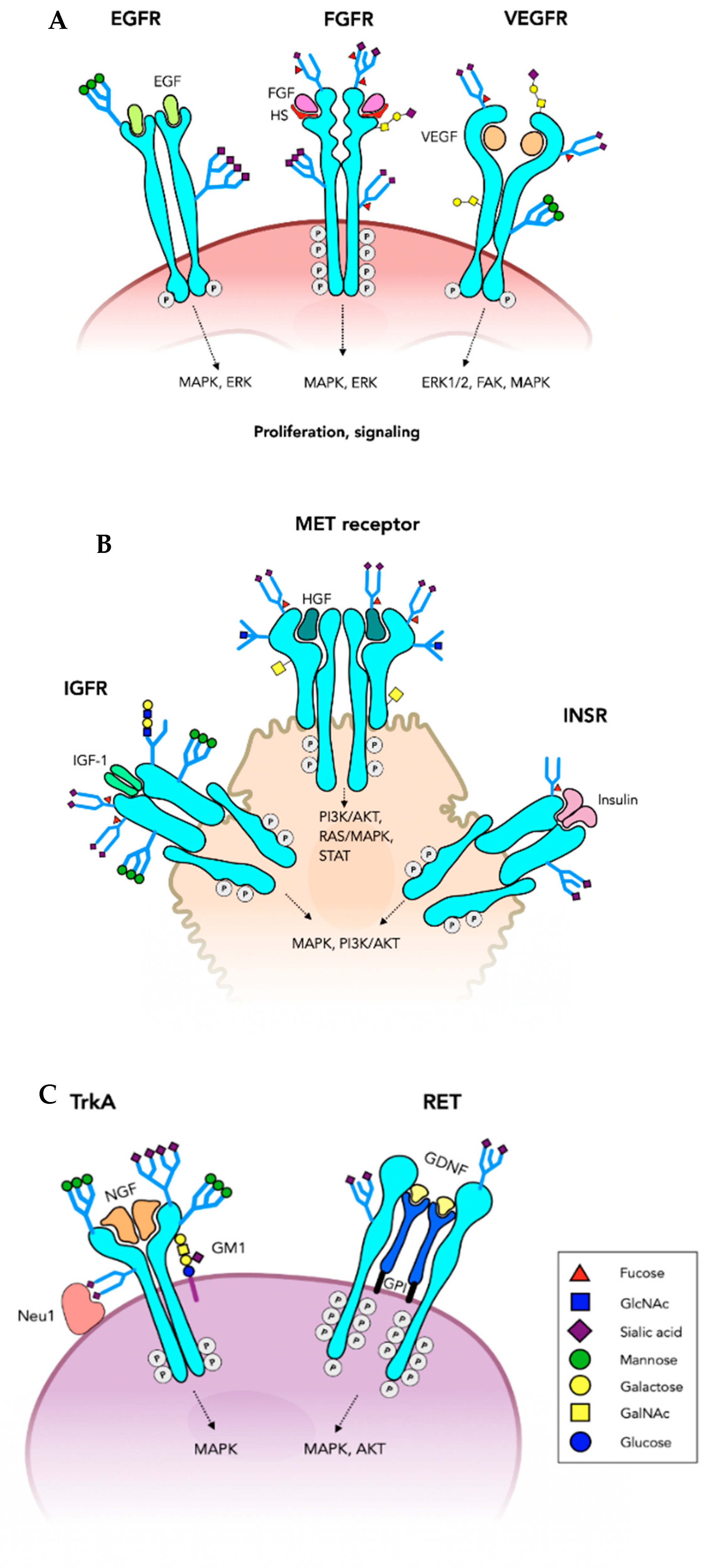 Cells 10 01252 g002 Cells 10 01252 g002