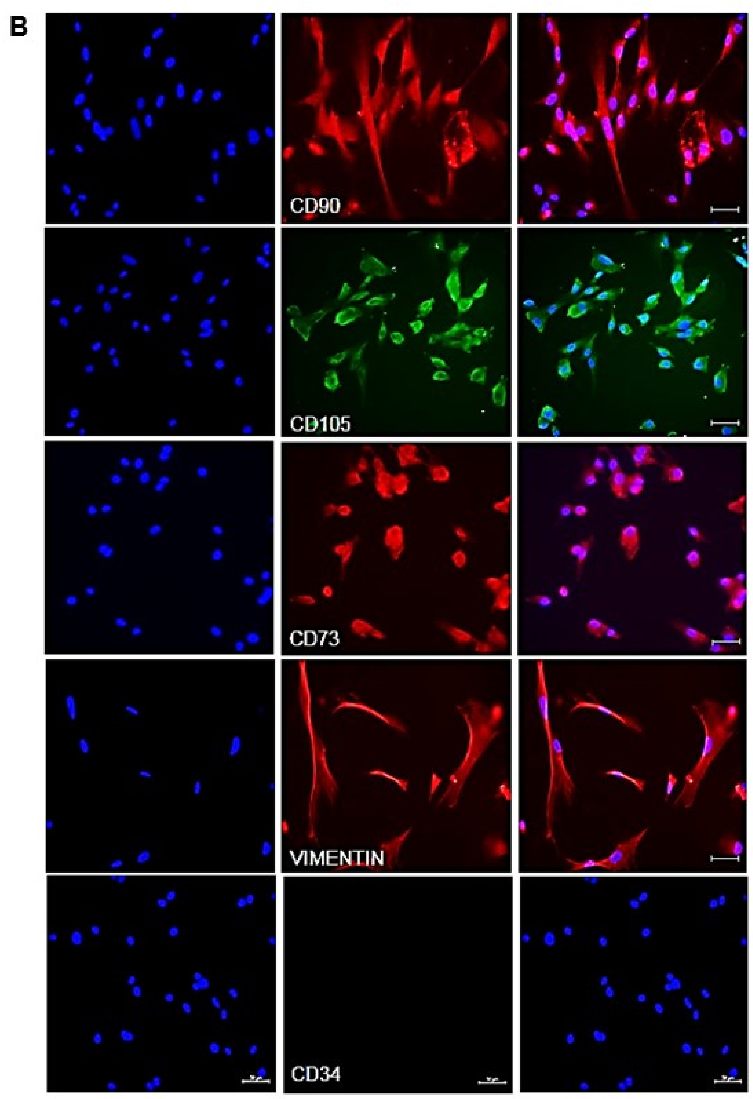 Cells 10 01254 g002b