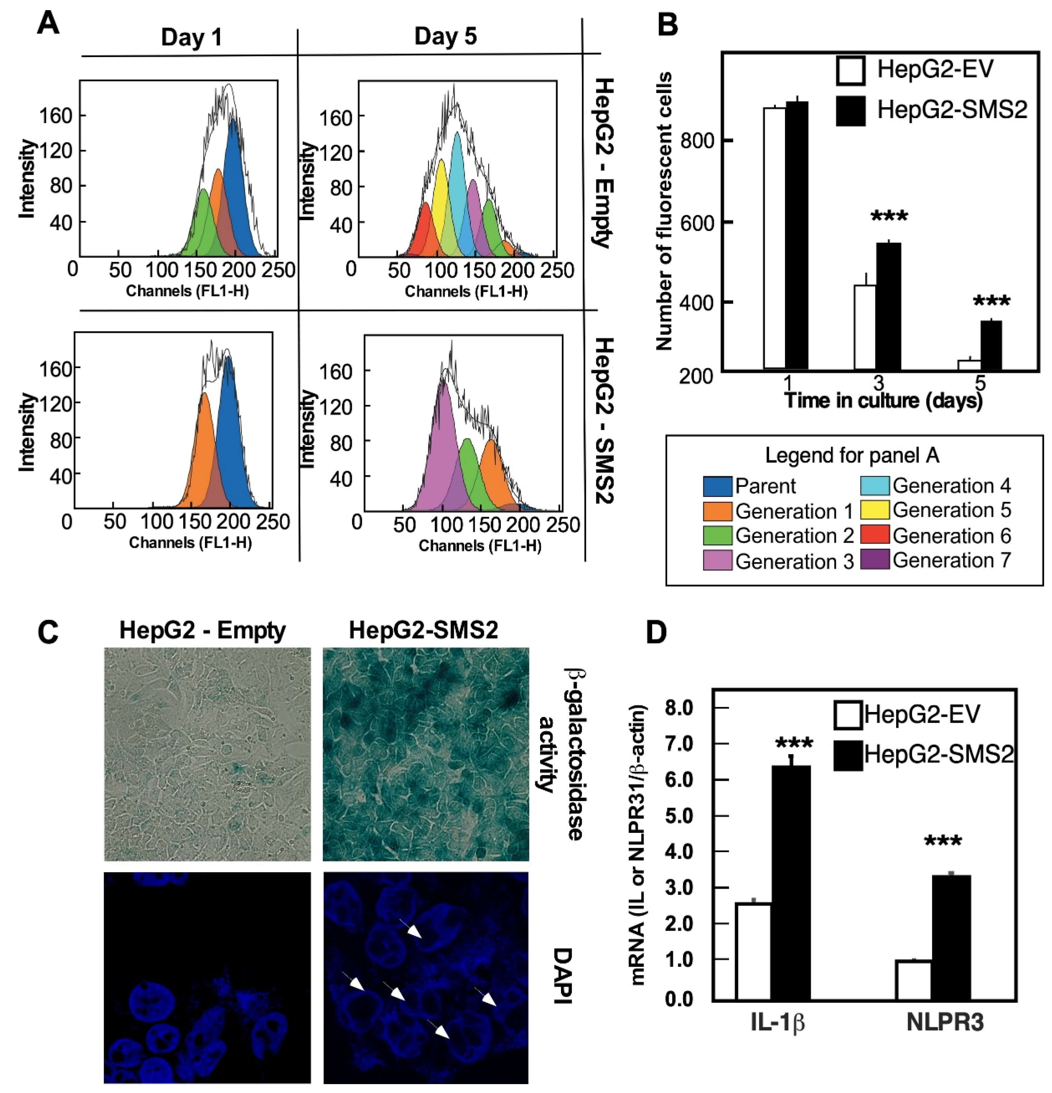 Cells 10 01278 g003 Cells 10 01278 g003