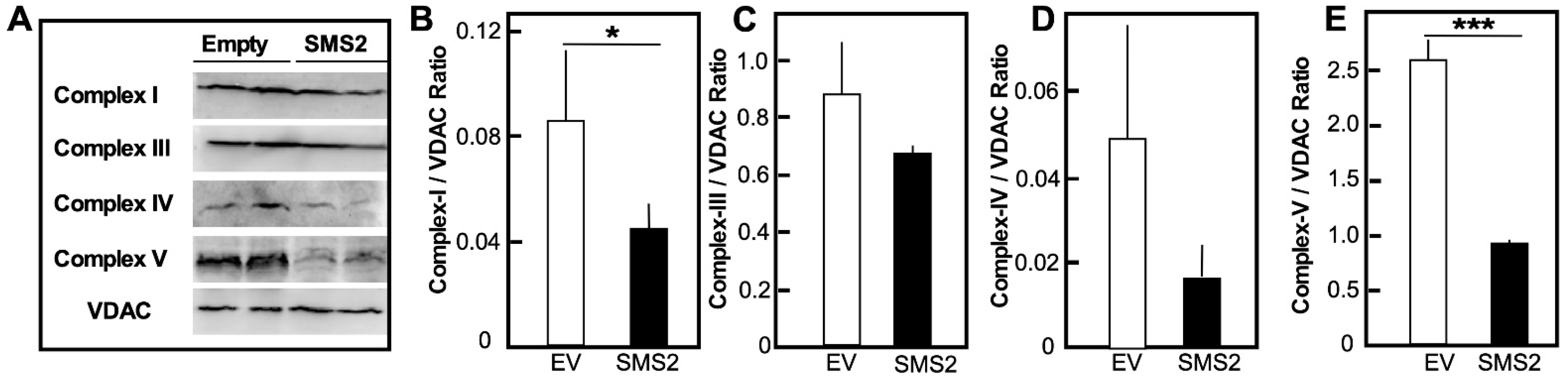 Cells 10 01278 g005 Cells 10 01278 g005