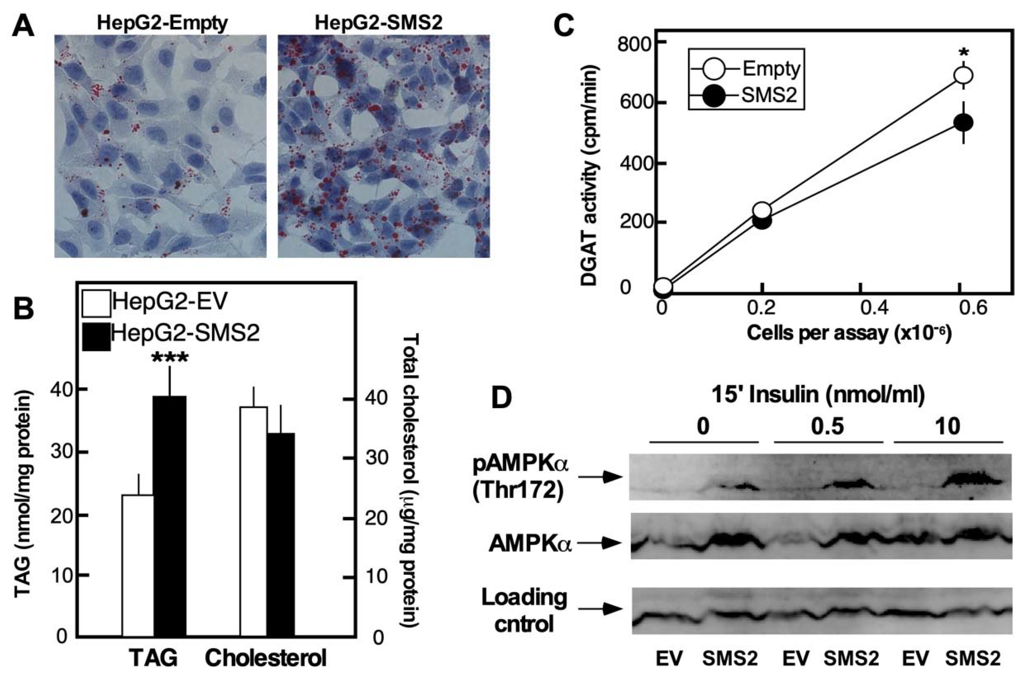 Cells 10 01278 g006 Cells 10 01278 g006