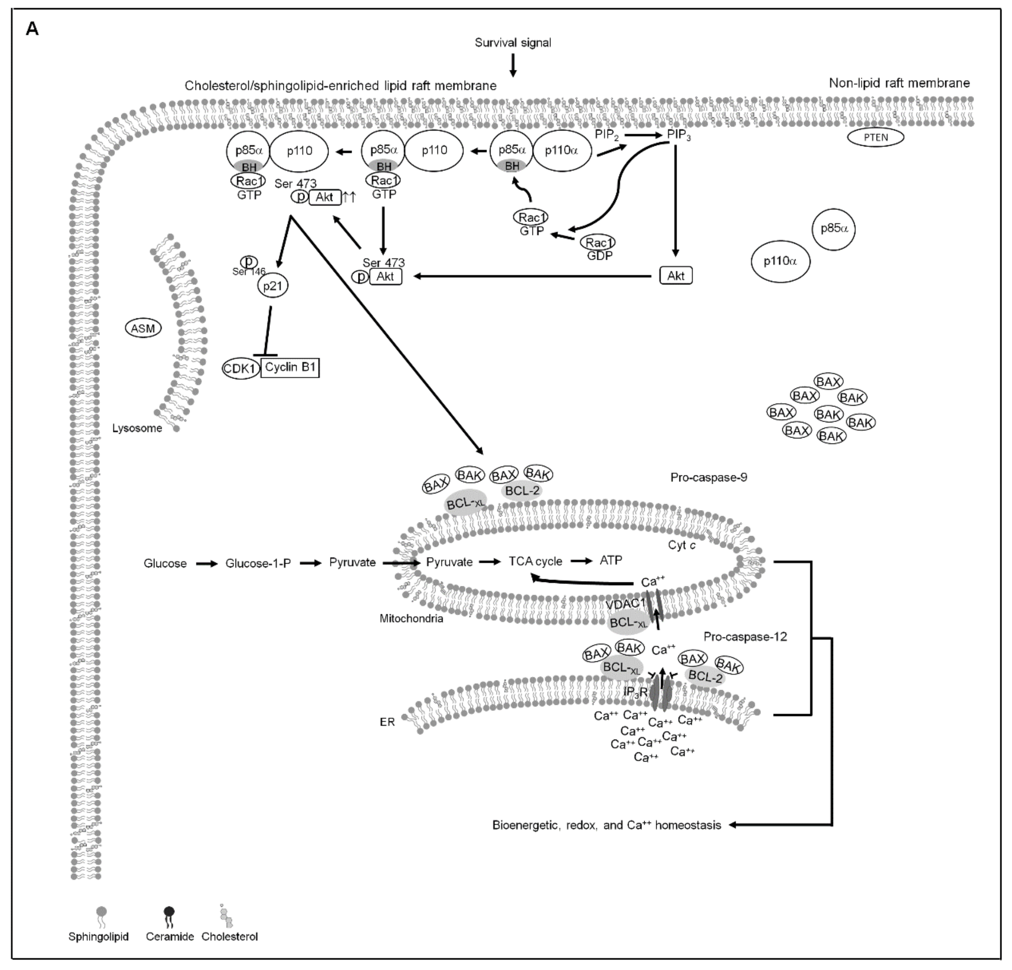 Cells 10 01280 g007a Cells 10 01280 g007a