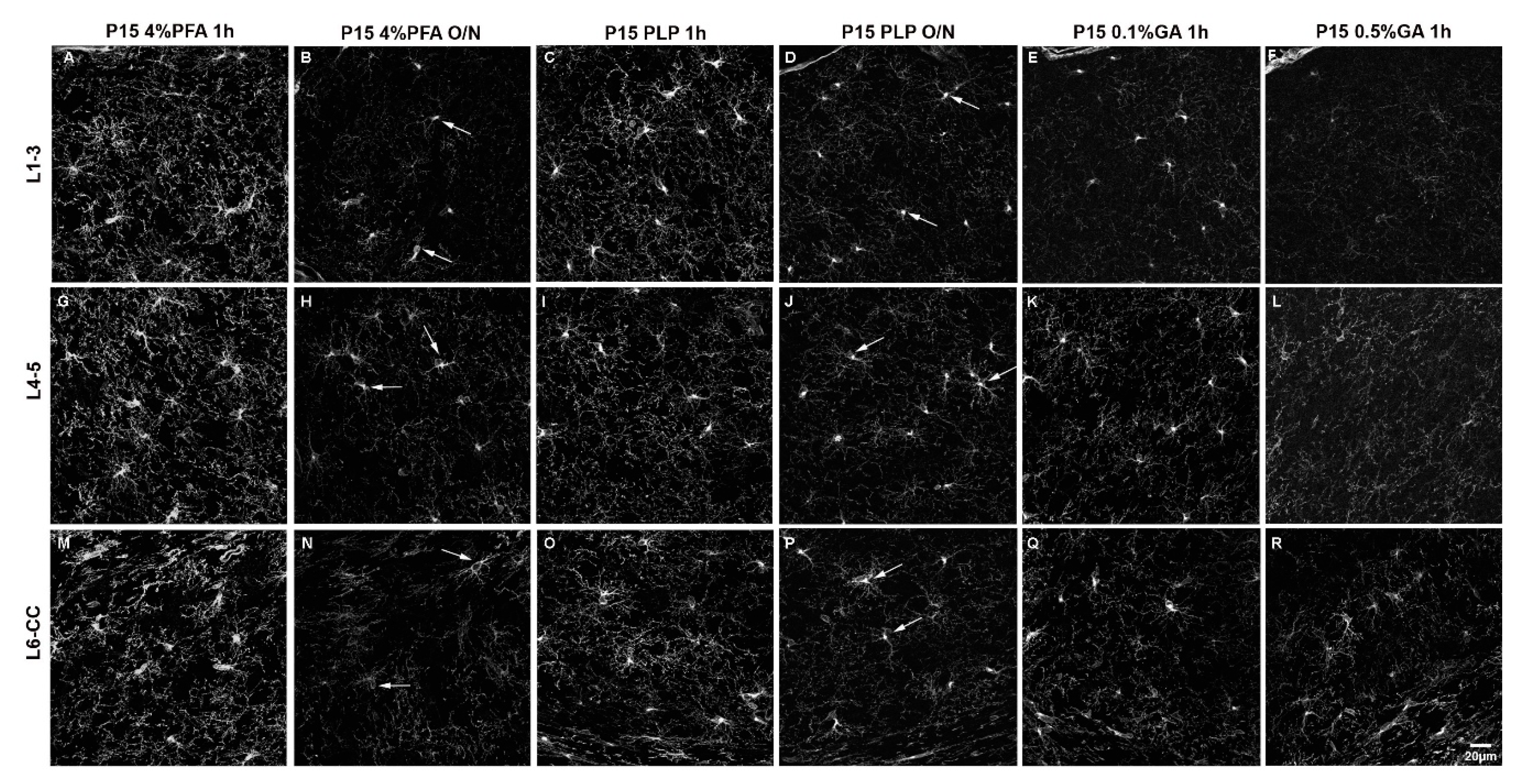 Cells 10 01302 g001