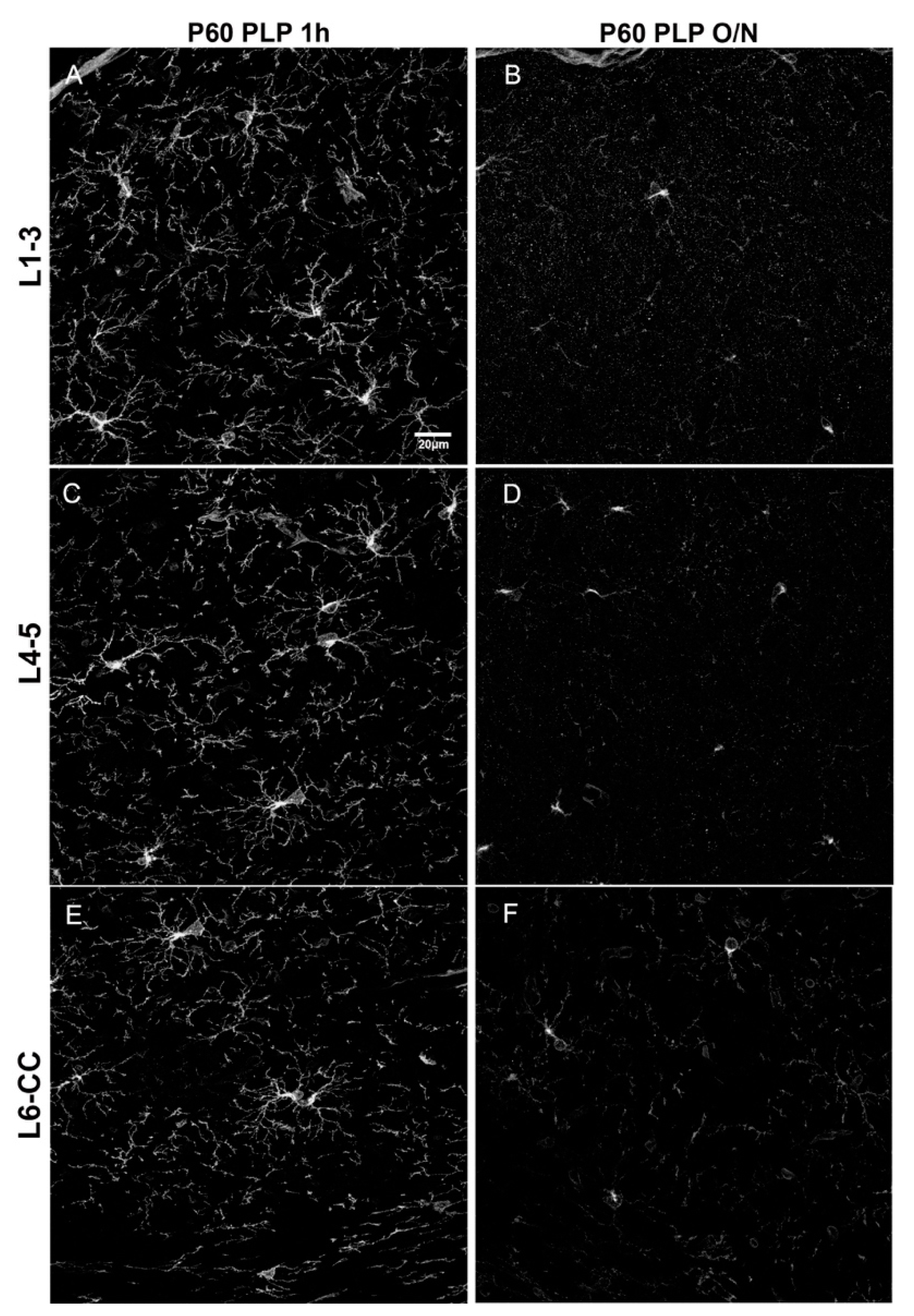 Cells 10 01302 g003
