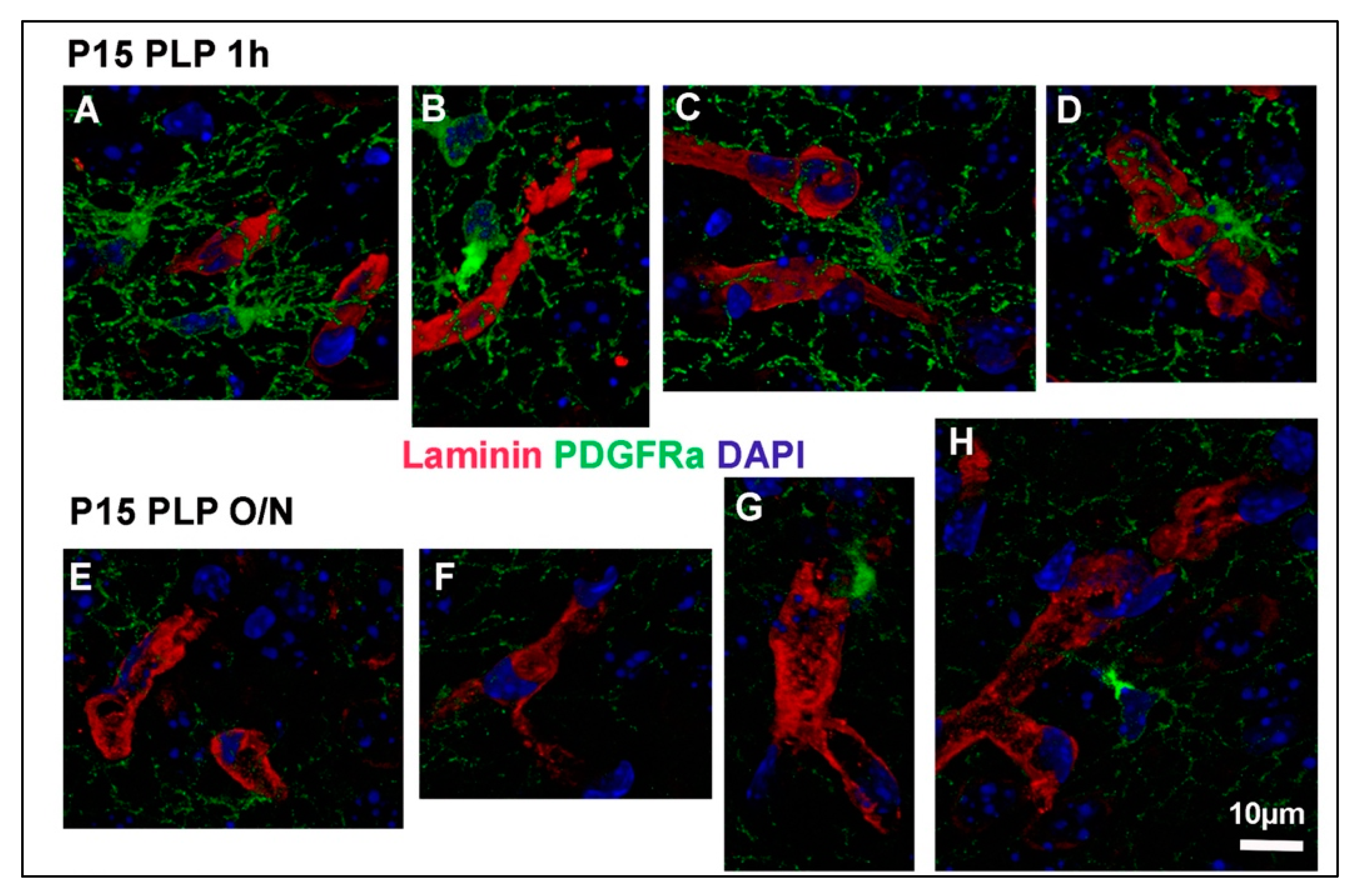 Cells 10 01302 g005