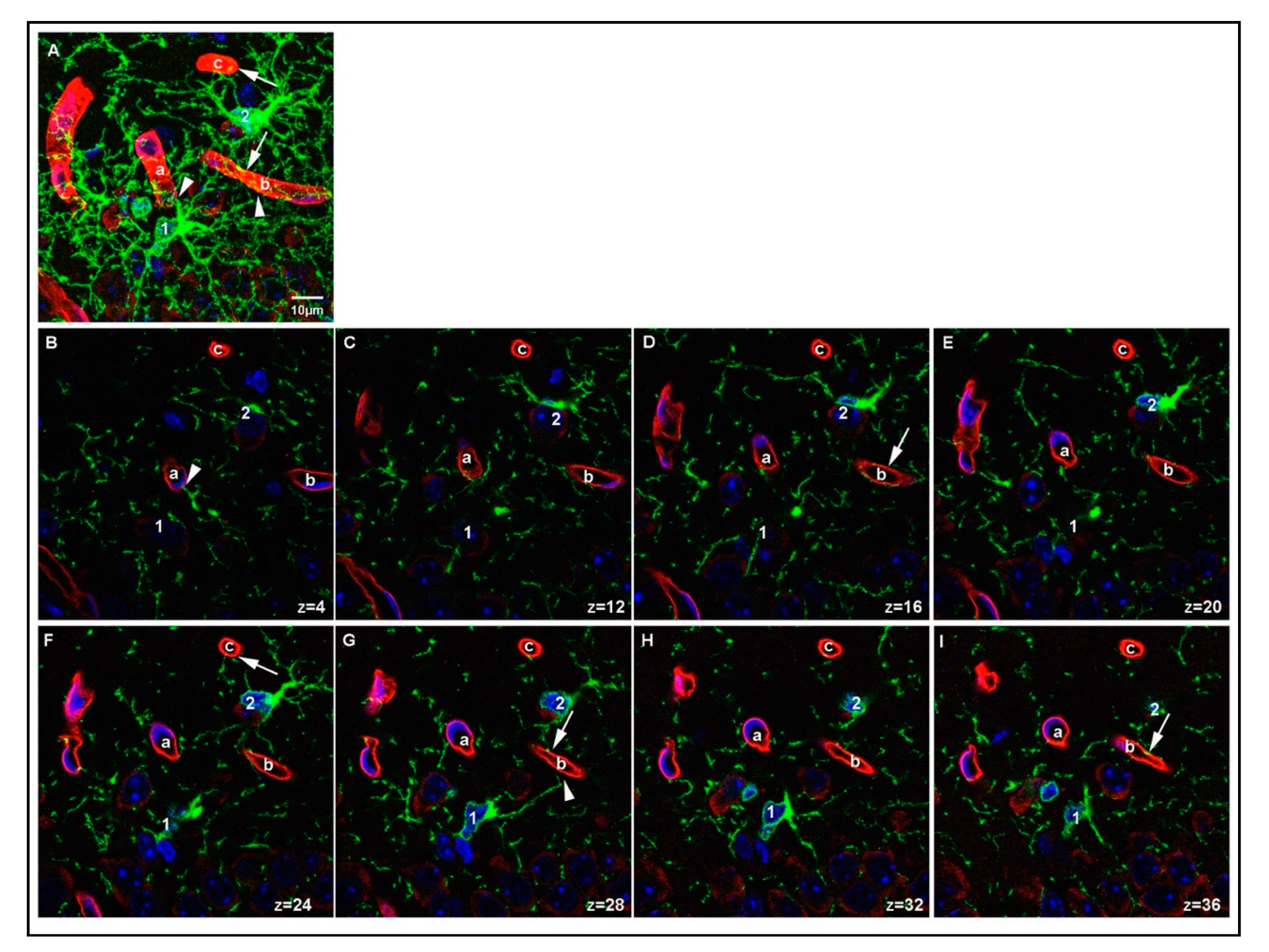 Cells 10 01302 g006