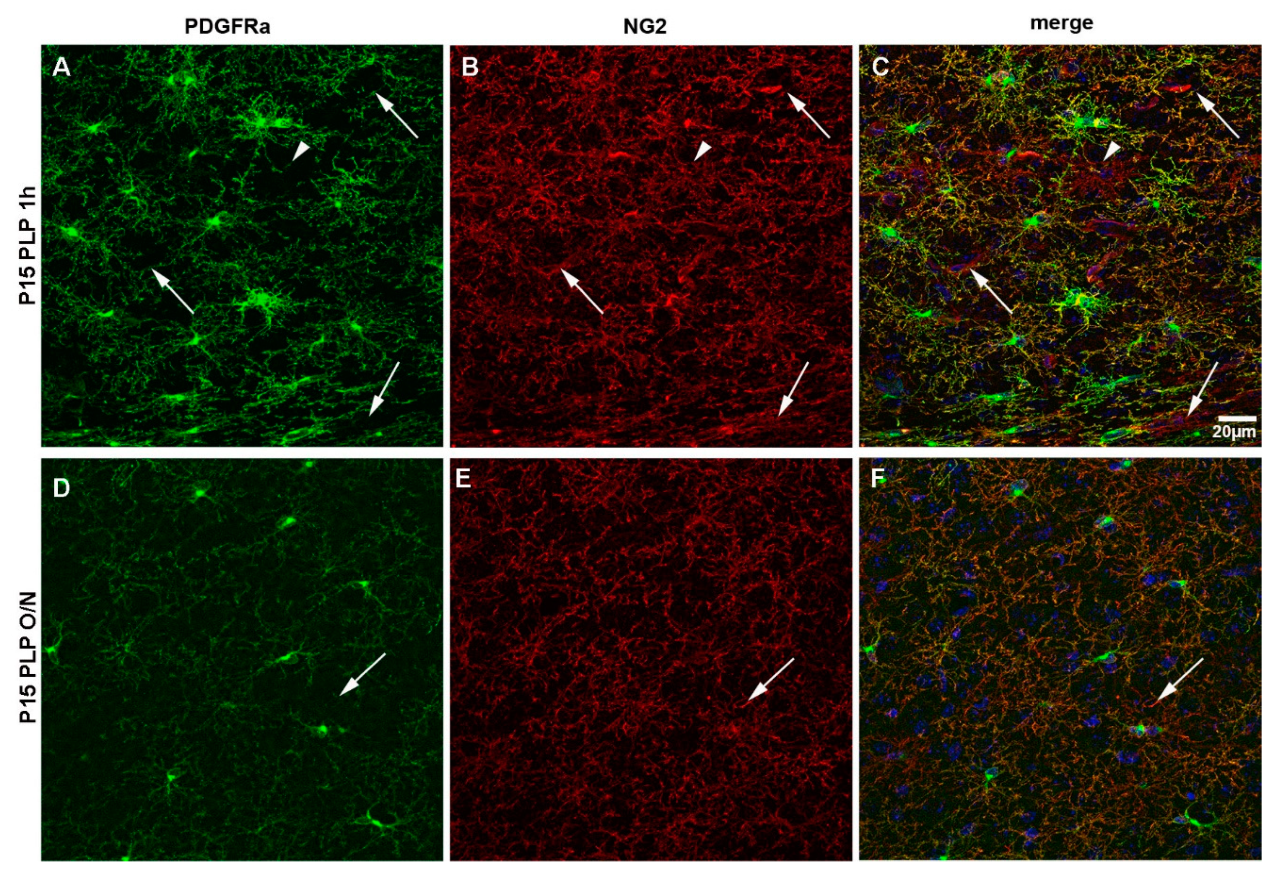 Cells 10 01302 g010