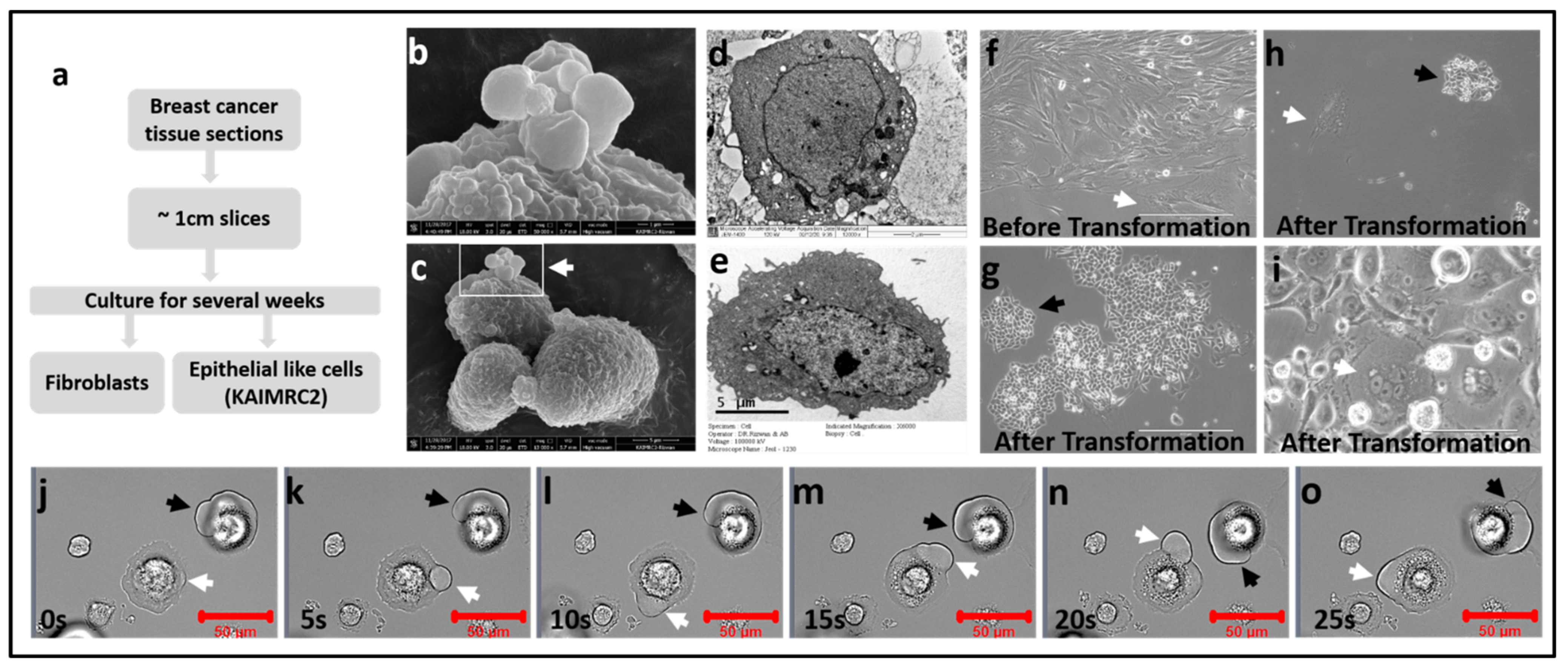 Cells 10 01303 g001 Cells 10 01303 g001