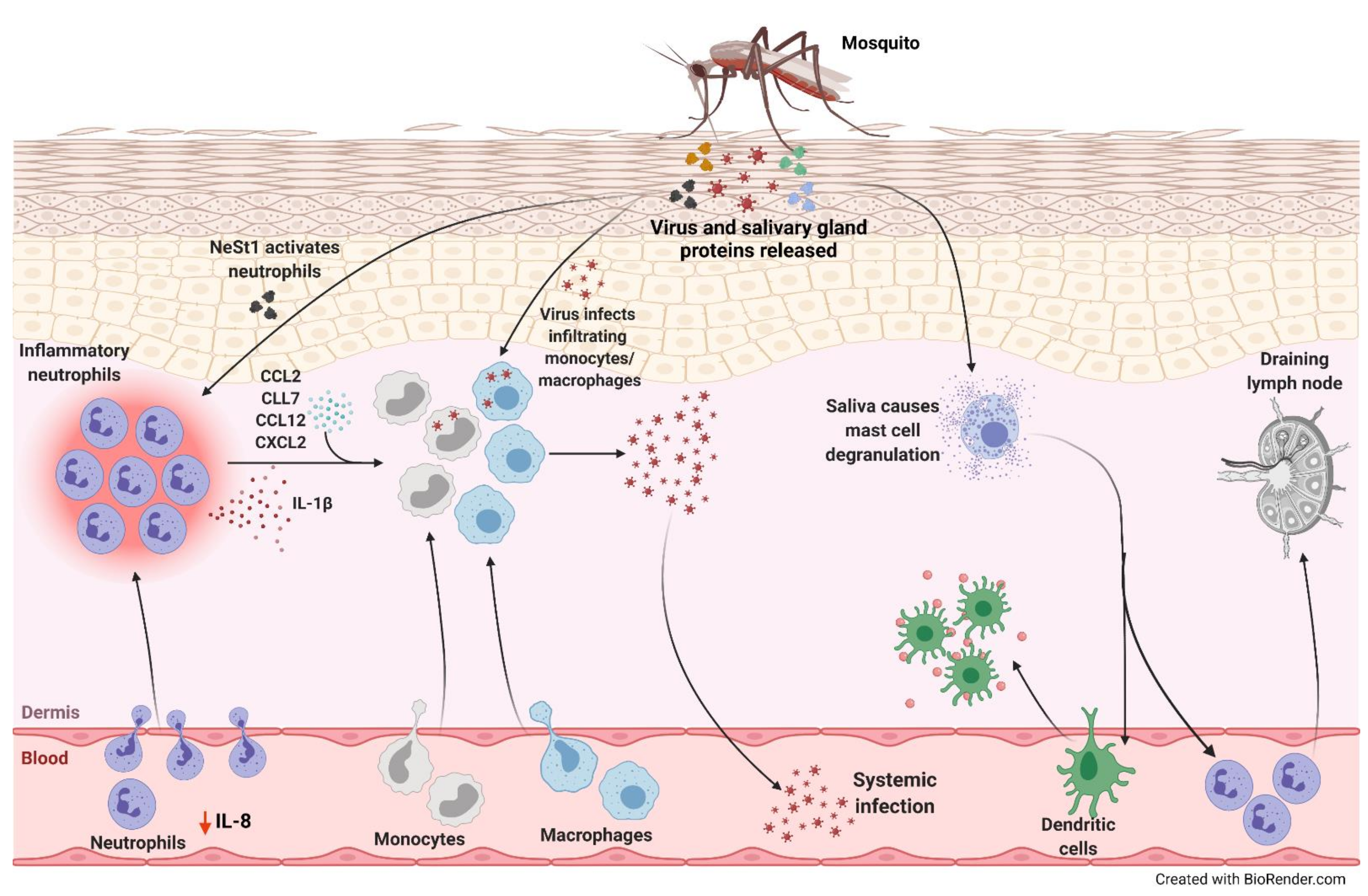 Cells 10 01324 g001 Cells 10 01324 g001
