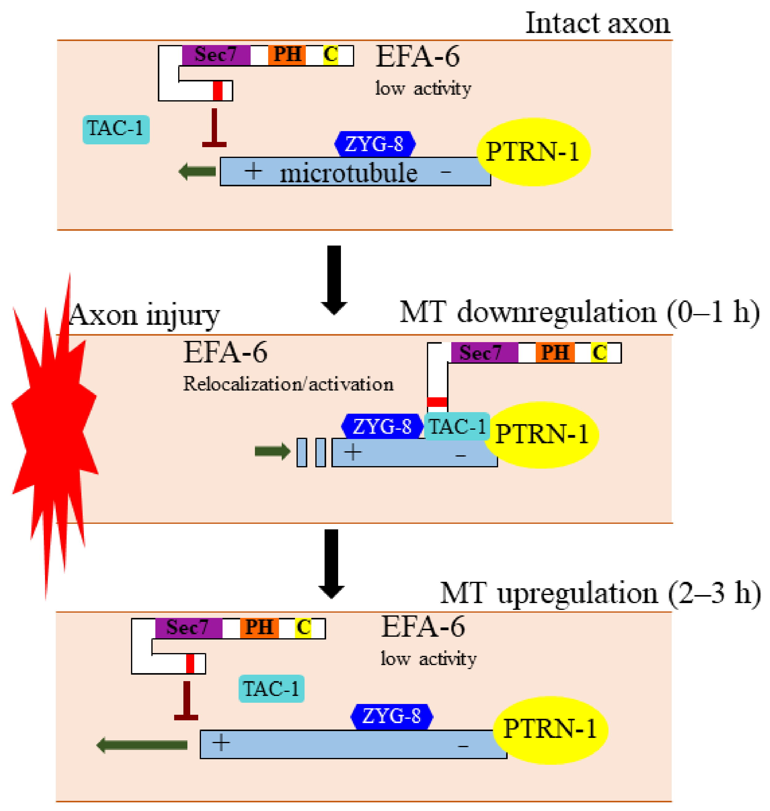 Cells 10 01325 g002 Cells 10 01325 g002