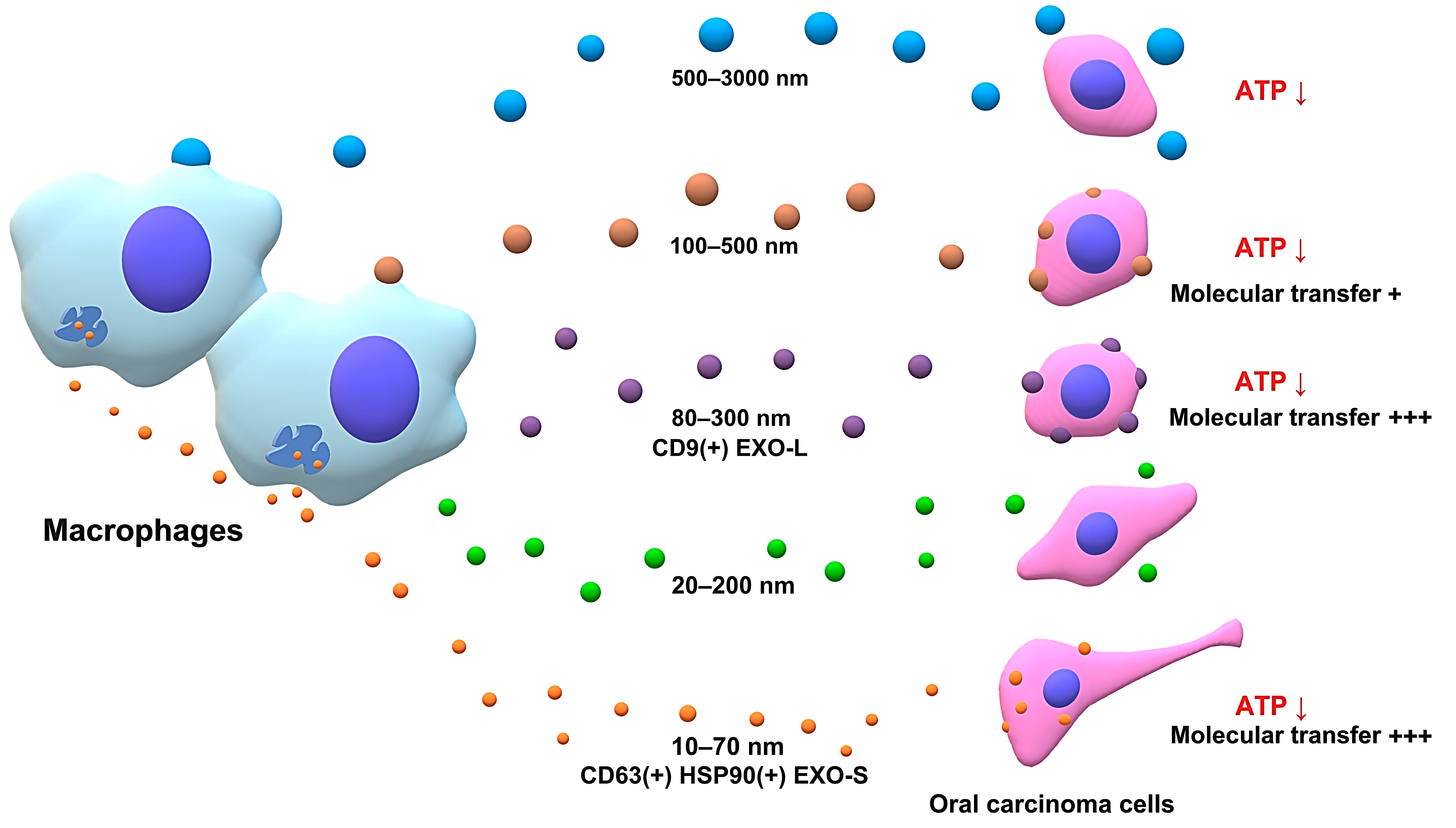 Cells 10 01328 g009