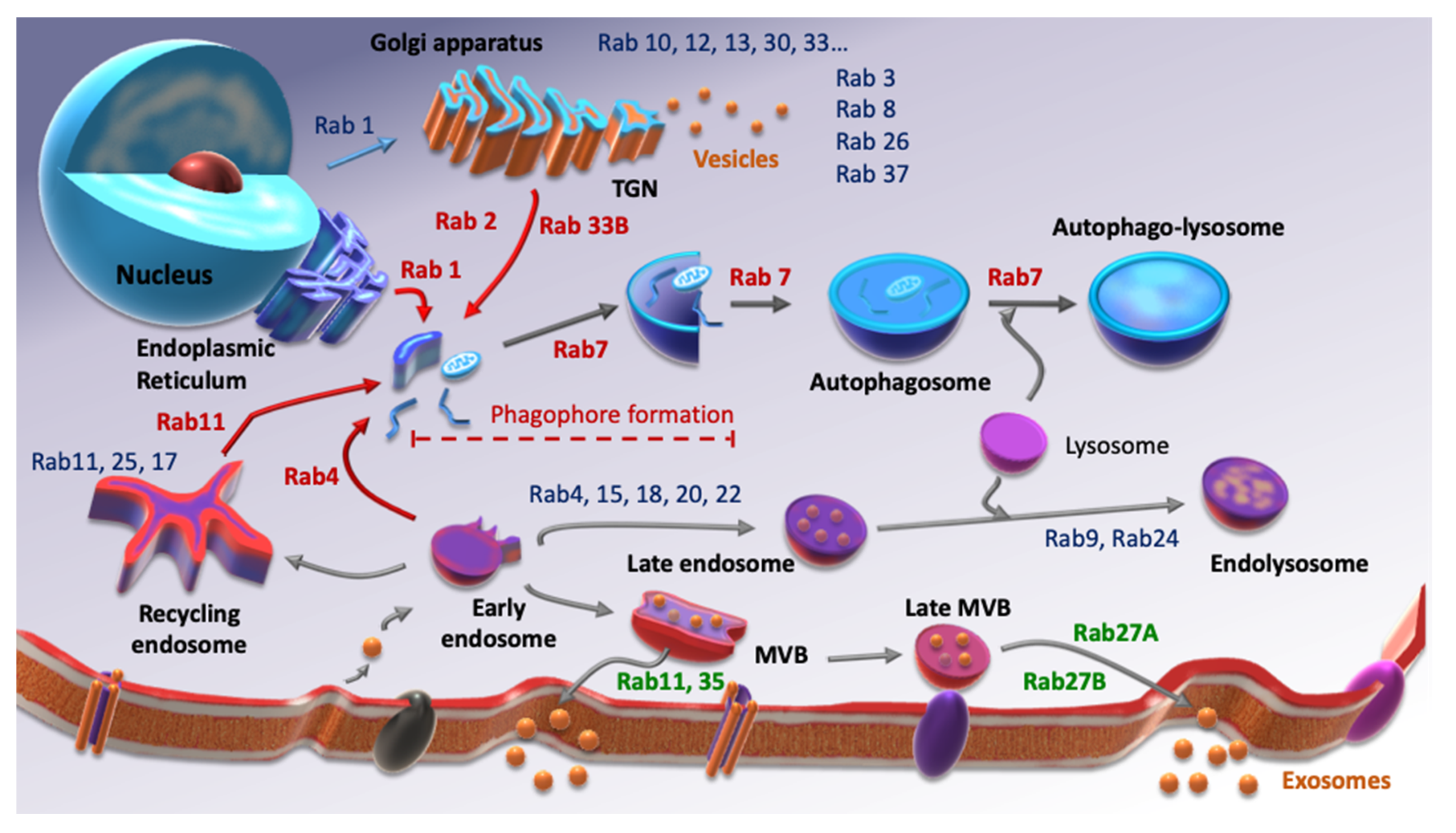 Cells 10 01330 g001 Cells 10 01330 g001