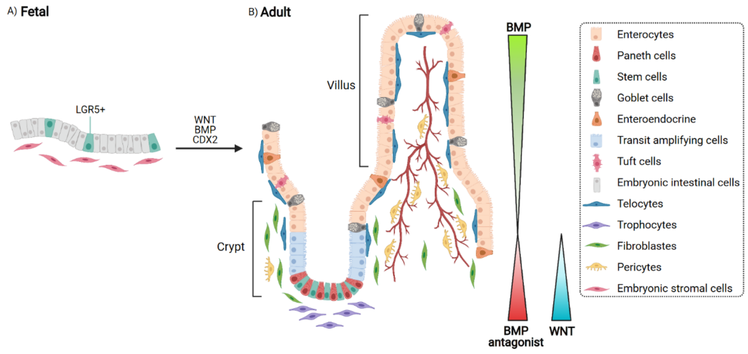 Cells 10 01331 g001 Cells 10 01331 g001