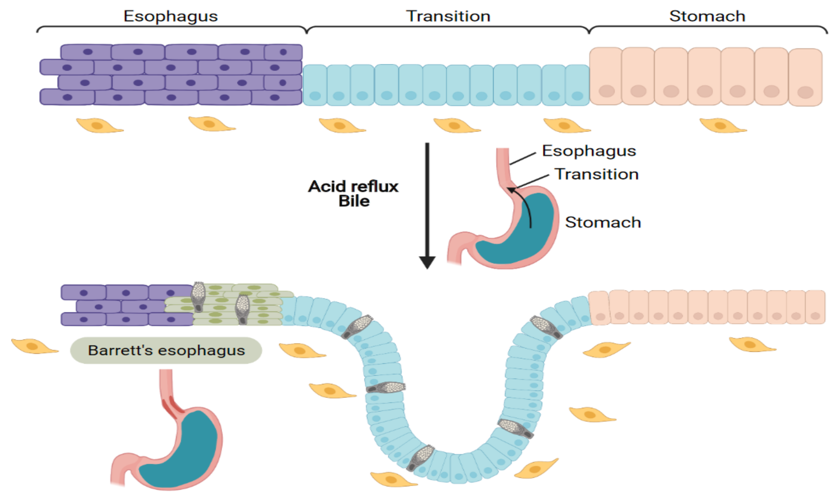 Cells 10 01331 g002 Cells 10 01331 g002