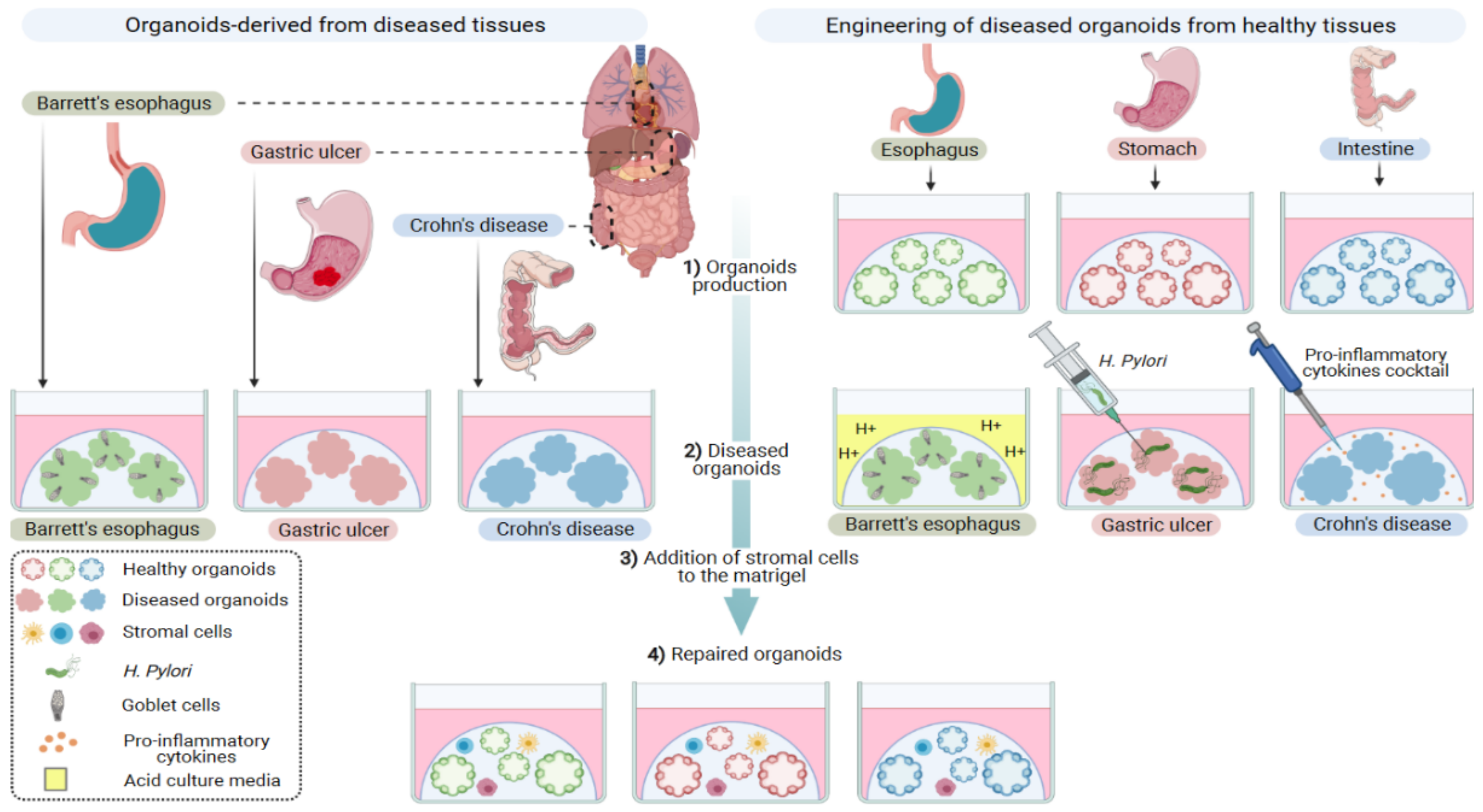 Cells 10 01331 g003 Cells 10 01331 g003