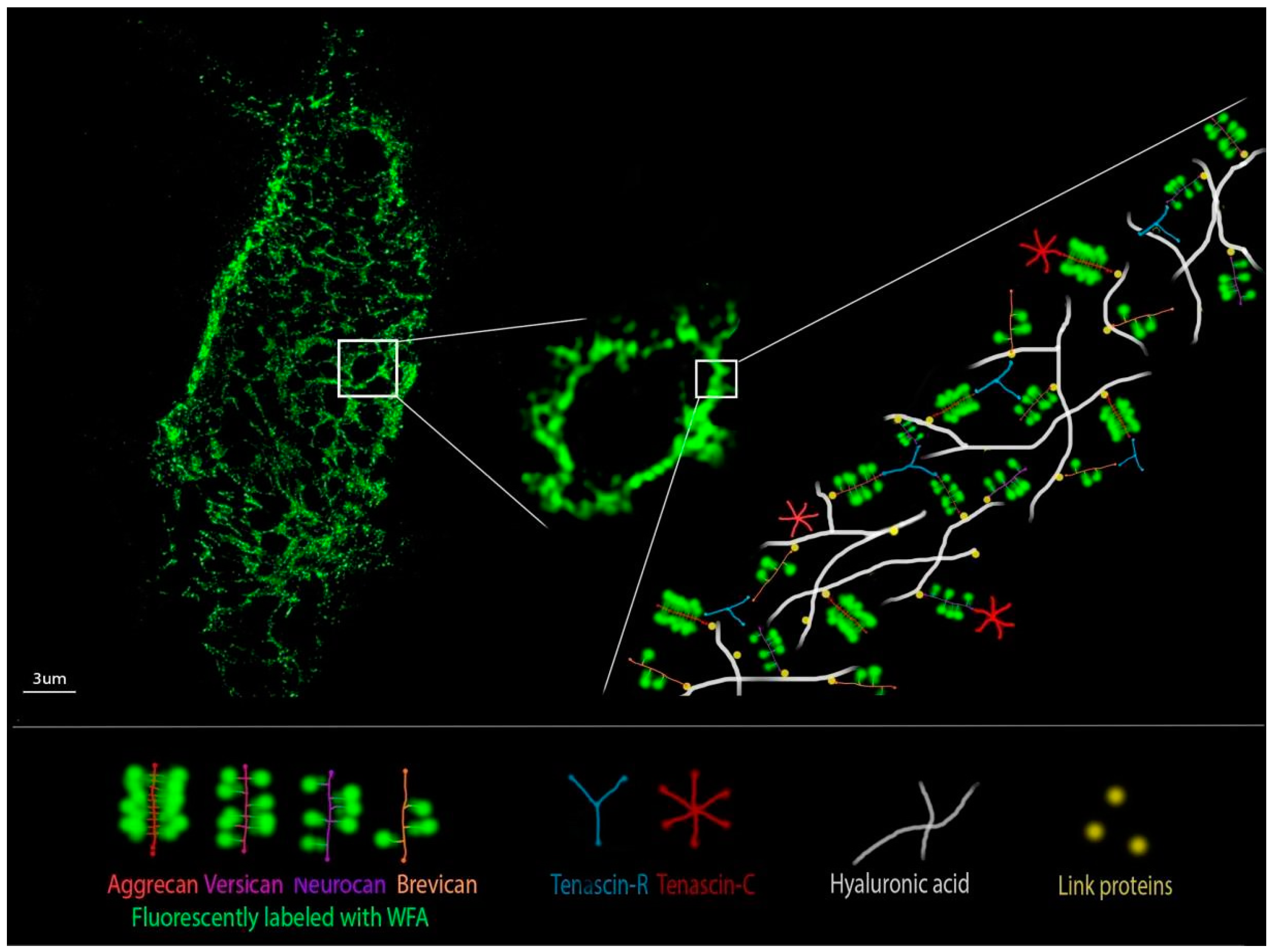 Cells 10 01345 g004 Cells 10 01345 g004